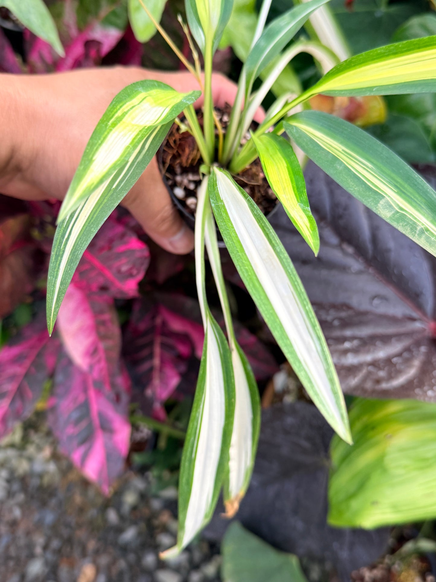 Chlorophytum capense Variegata aka 'Variegated Spider Plant' P46