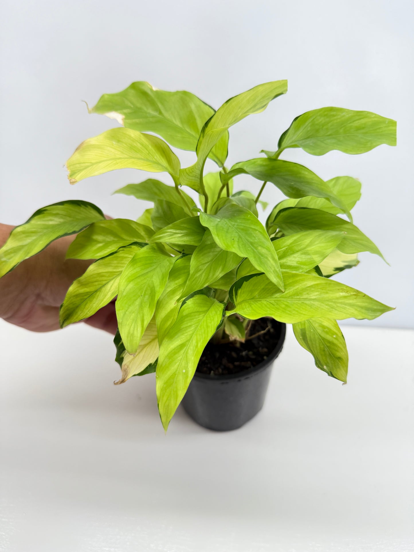 Calathea Thai Beauty N2