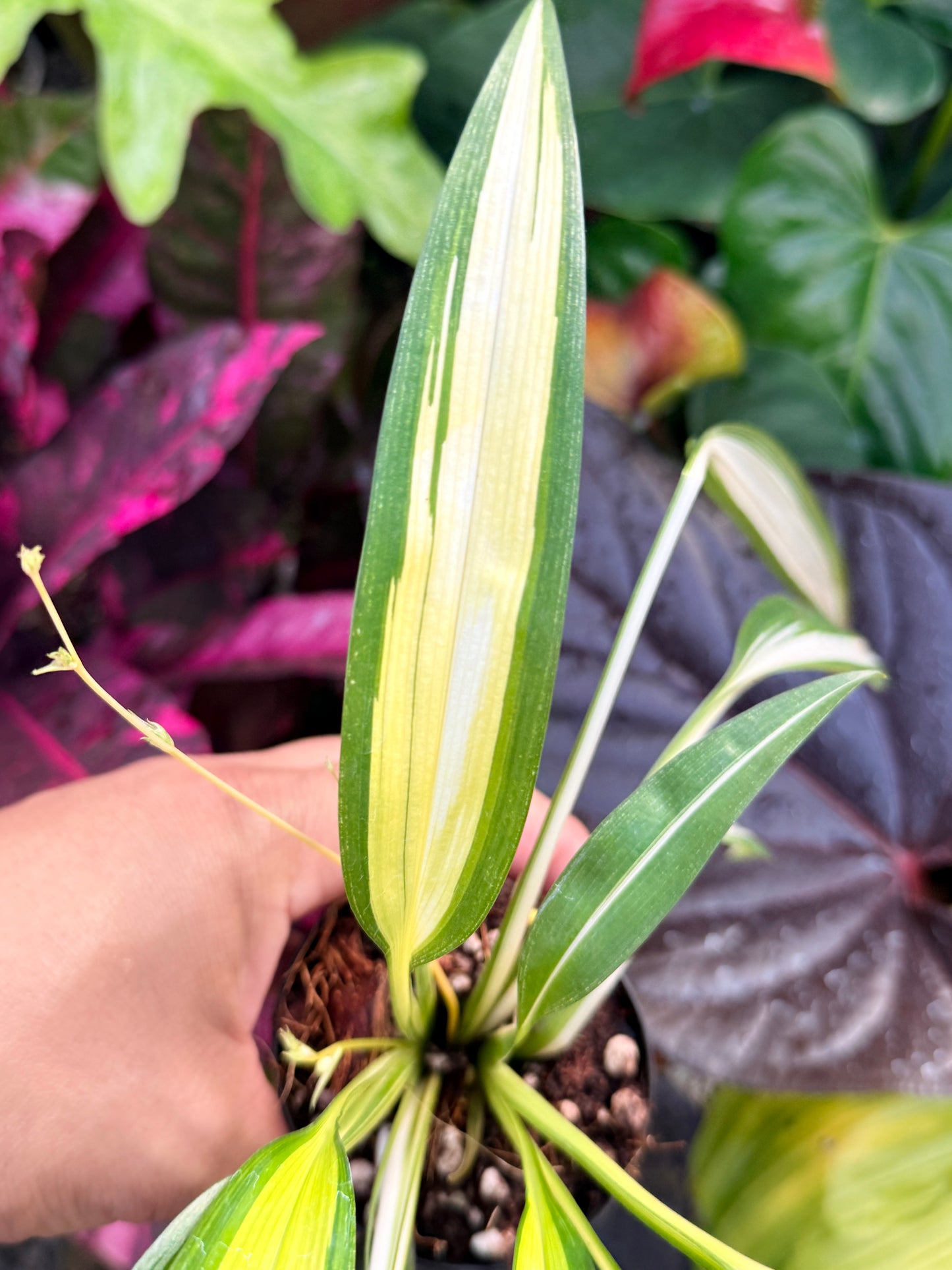 Chlorophytum capense Variegata aka 'Variegated Spider Plant' P46