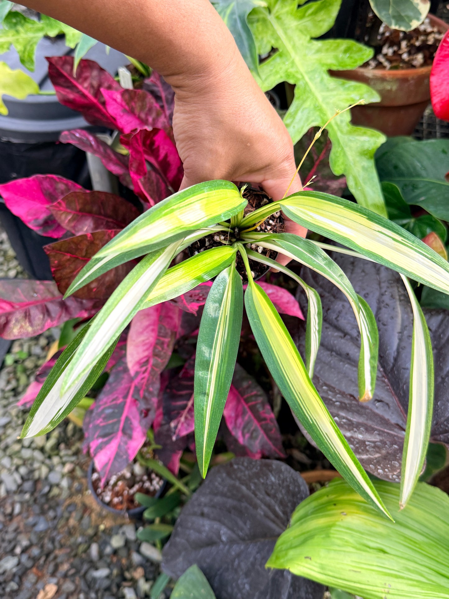 Chlorophytum capense Variegata aka 'Variegated Spider Plant' P46