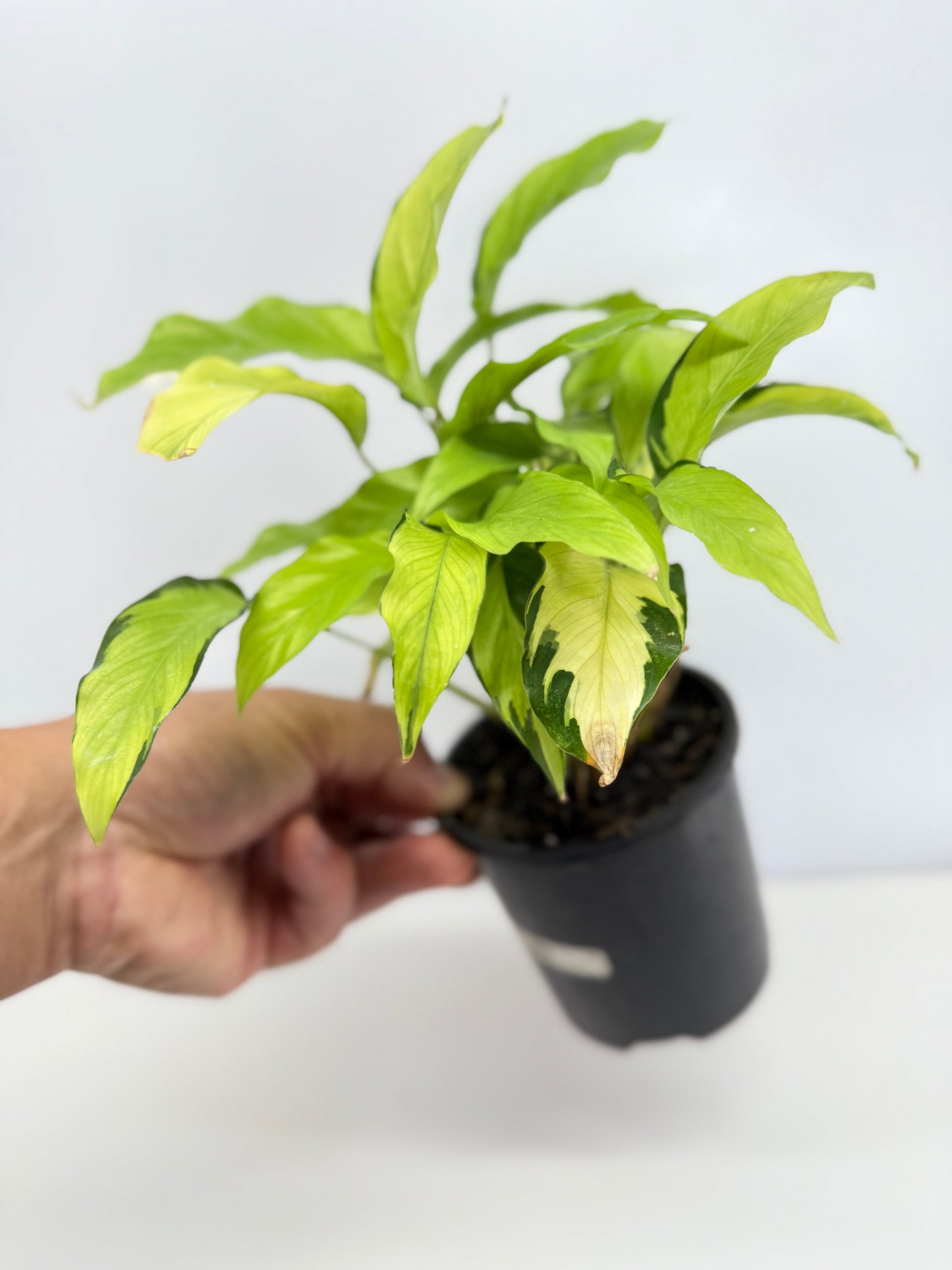 Calathea Thai Beauty N2