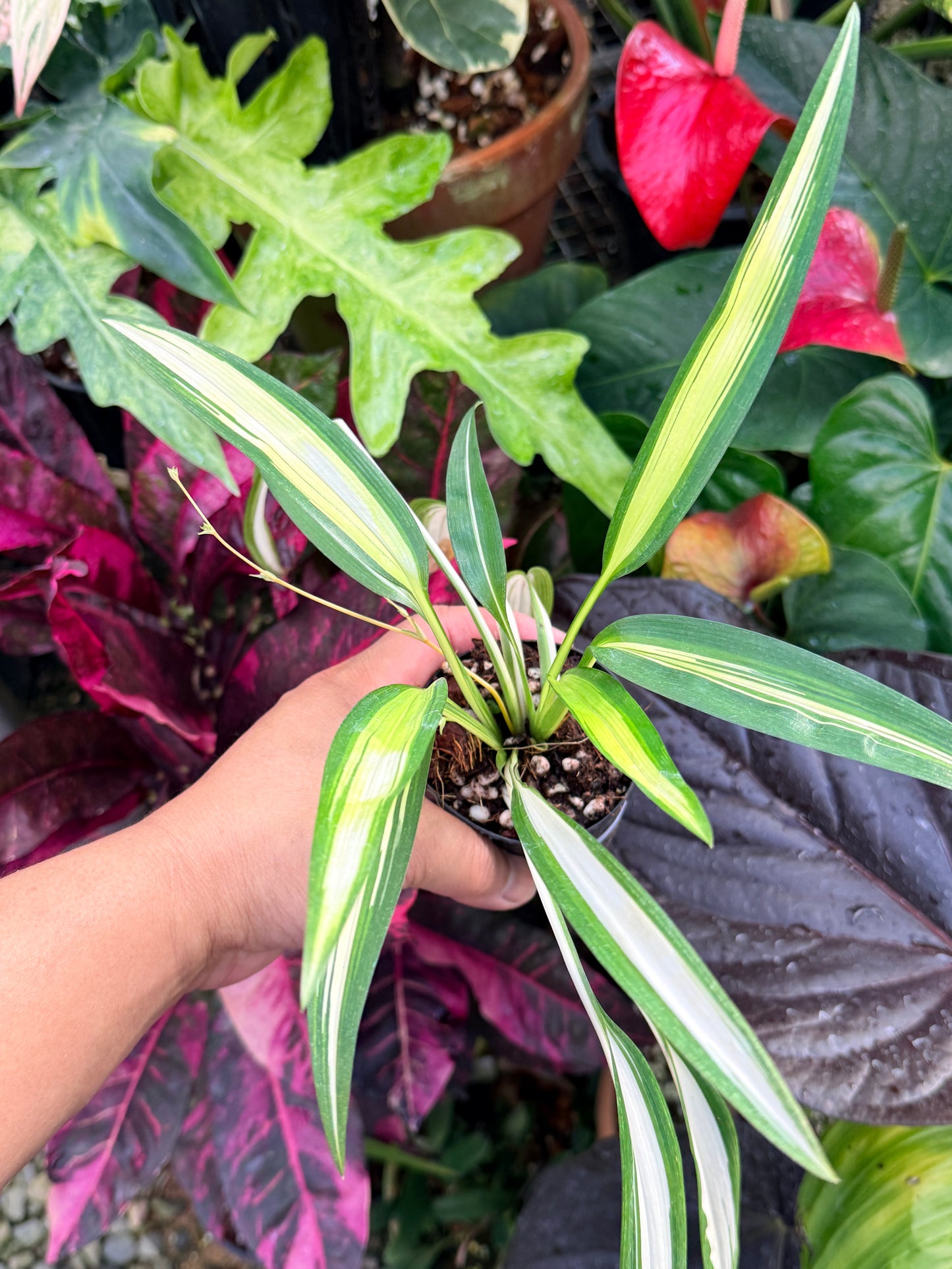 Chlorophytum capense Variegata aka 'Variegated Spider Plant' P46