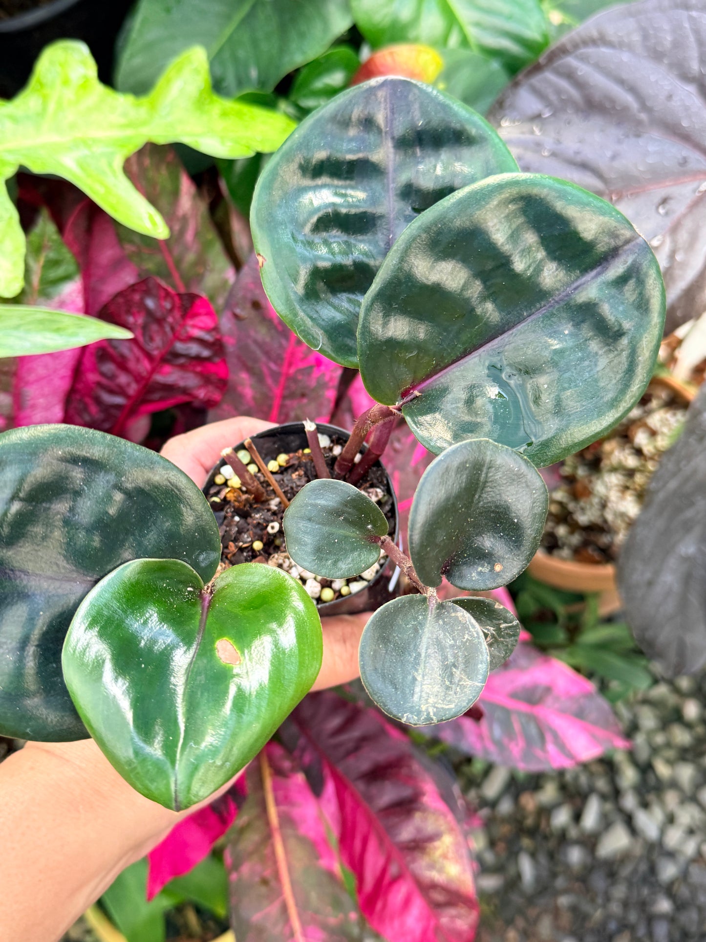 Geogenanthus ciliatus “Black Medallion” P50