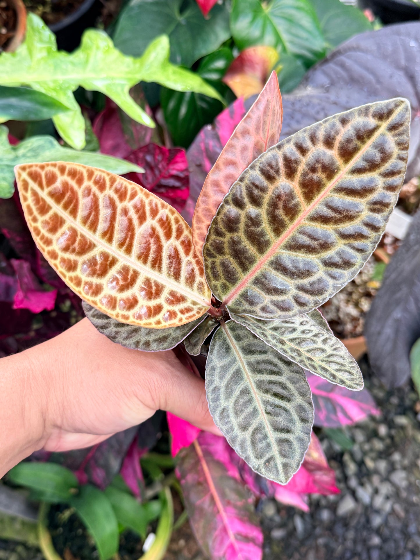Labisia 'Turtleback' P49