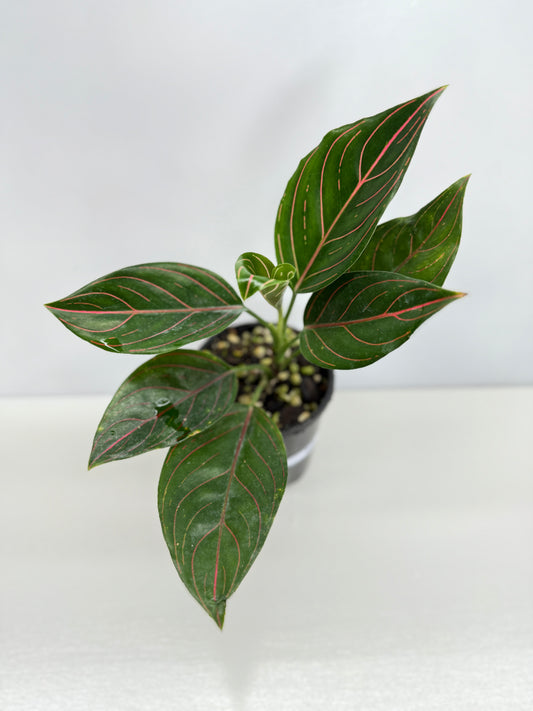 Aglaonema Rotundum Tiger W75