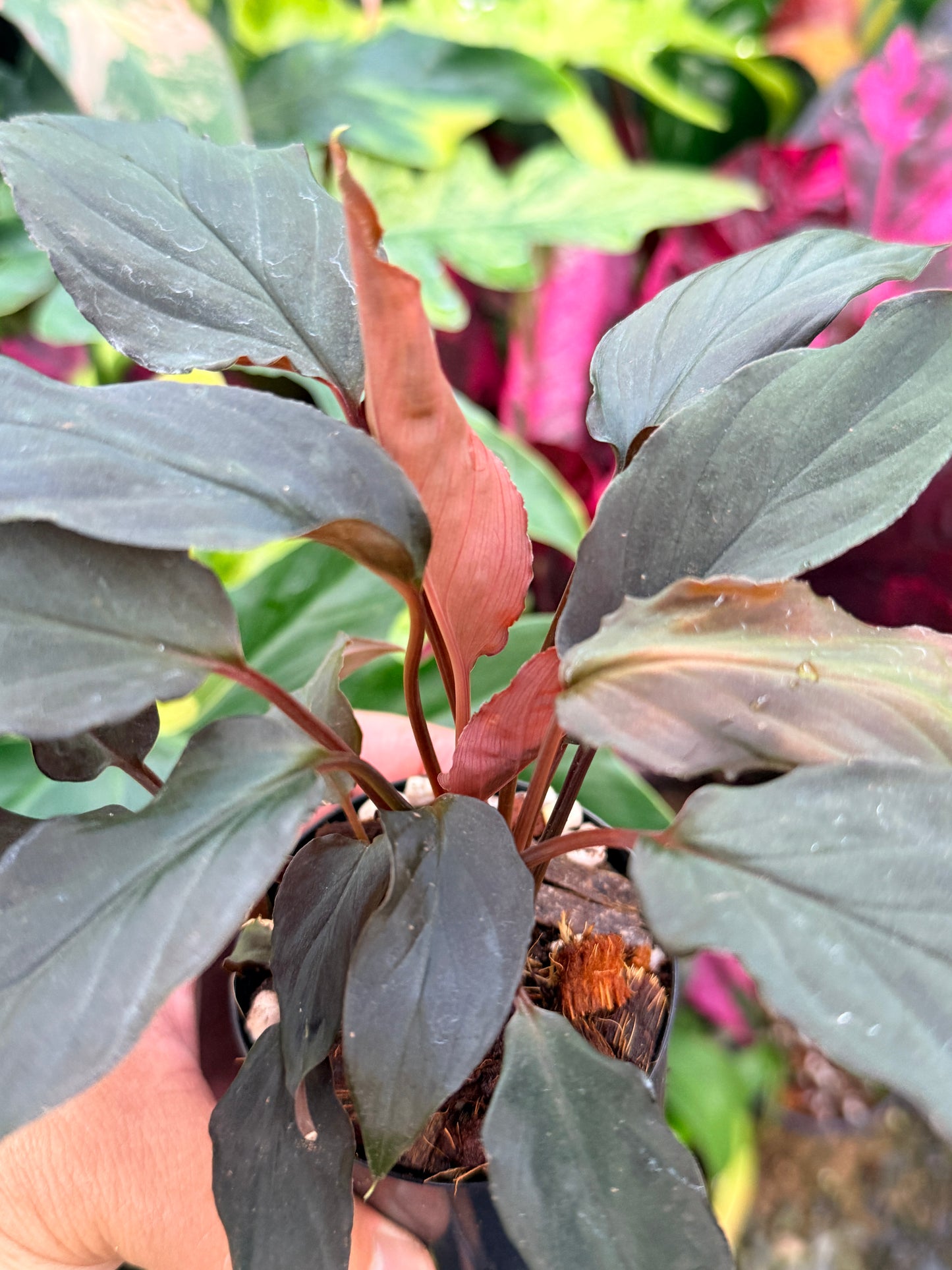 Homalomena Humilis 'Red Velvet' P53