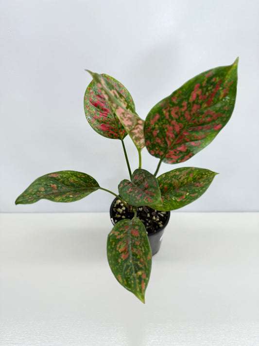 Aglaonema Wishes W76