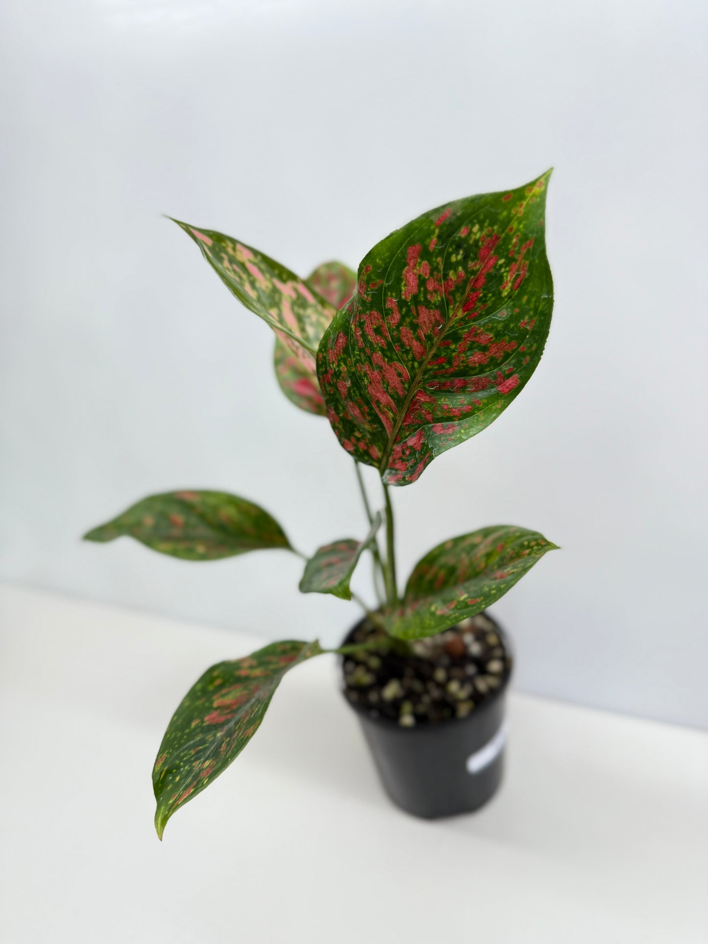Aglaonema Wishes W76