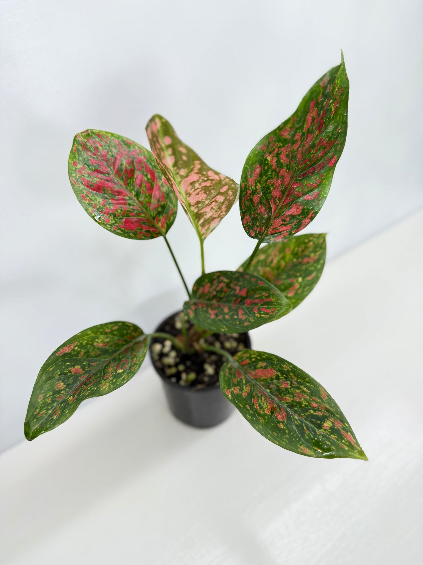 Aglaonema Wishes W76