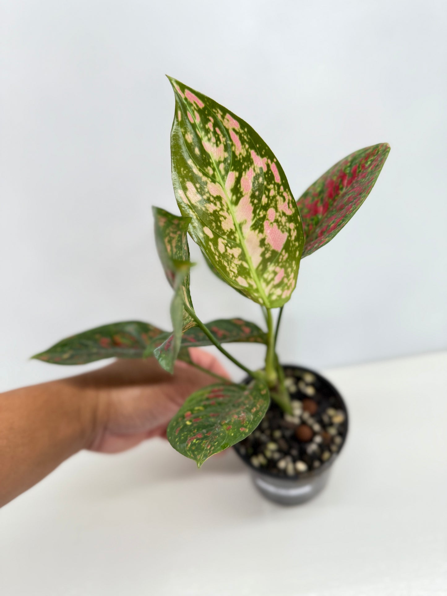 Aglaonema Wishes W76