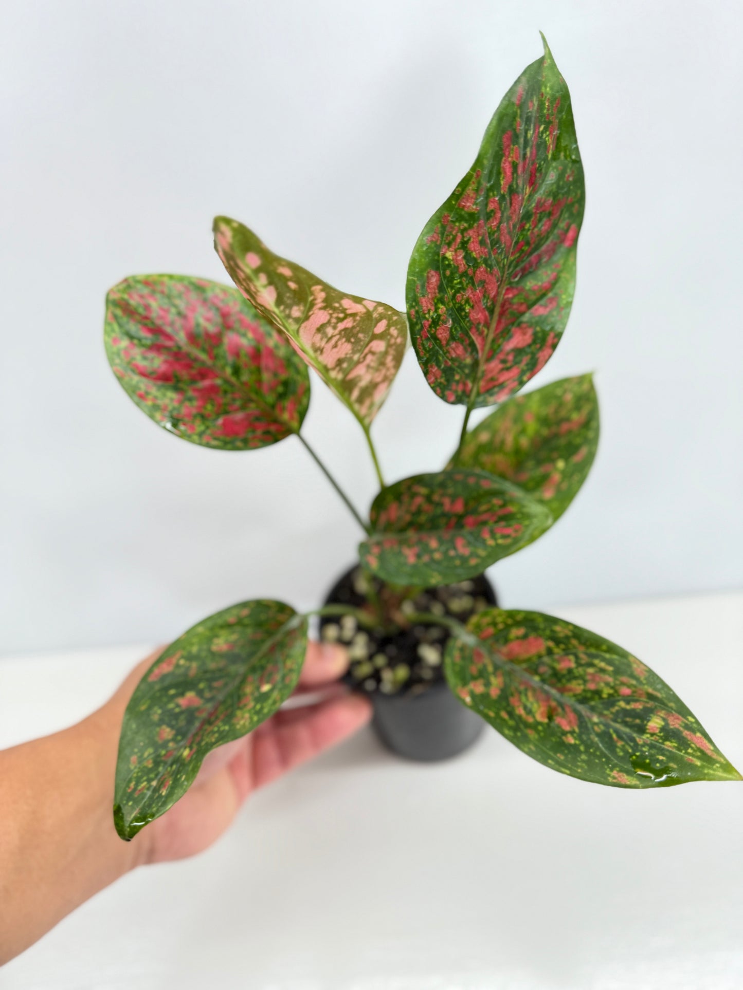Aglaonema Wishes W76