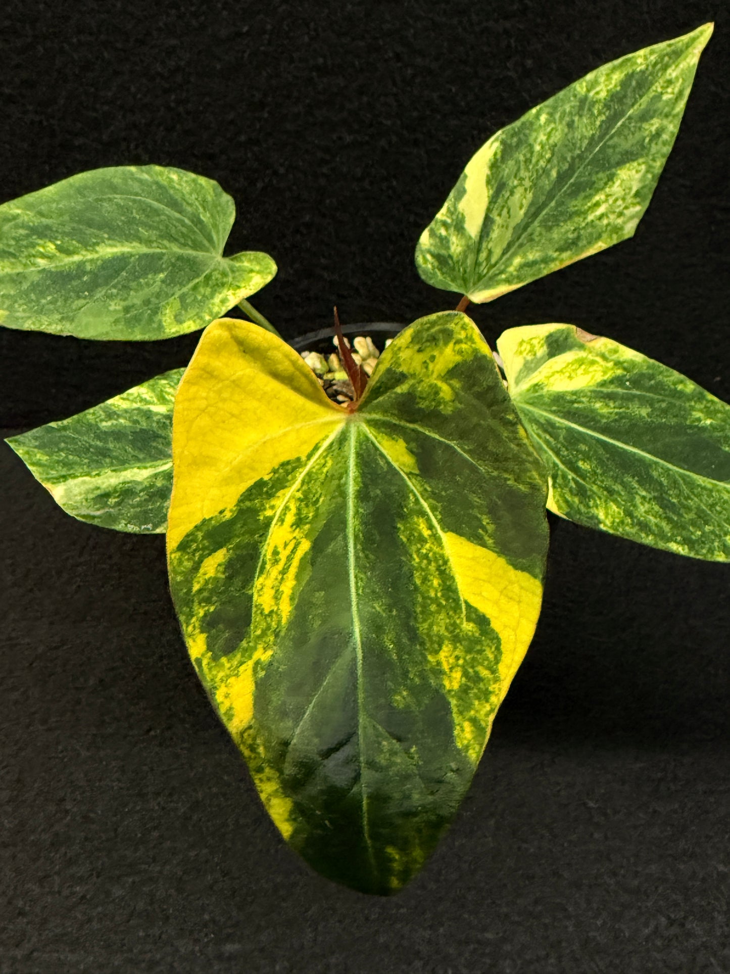 Anthurium Papillilaminum x Dressleri  Highly Variegated - Free Shipping!