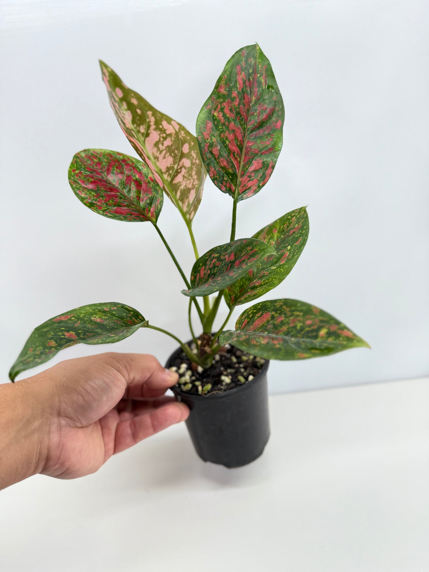 Aglaonema Wishes W76