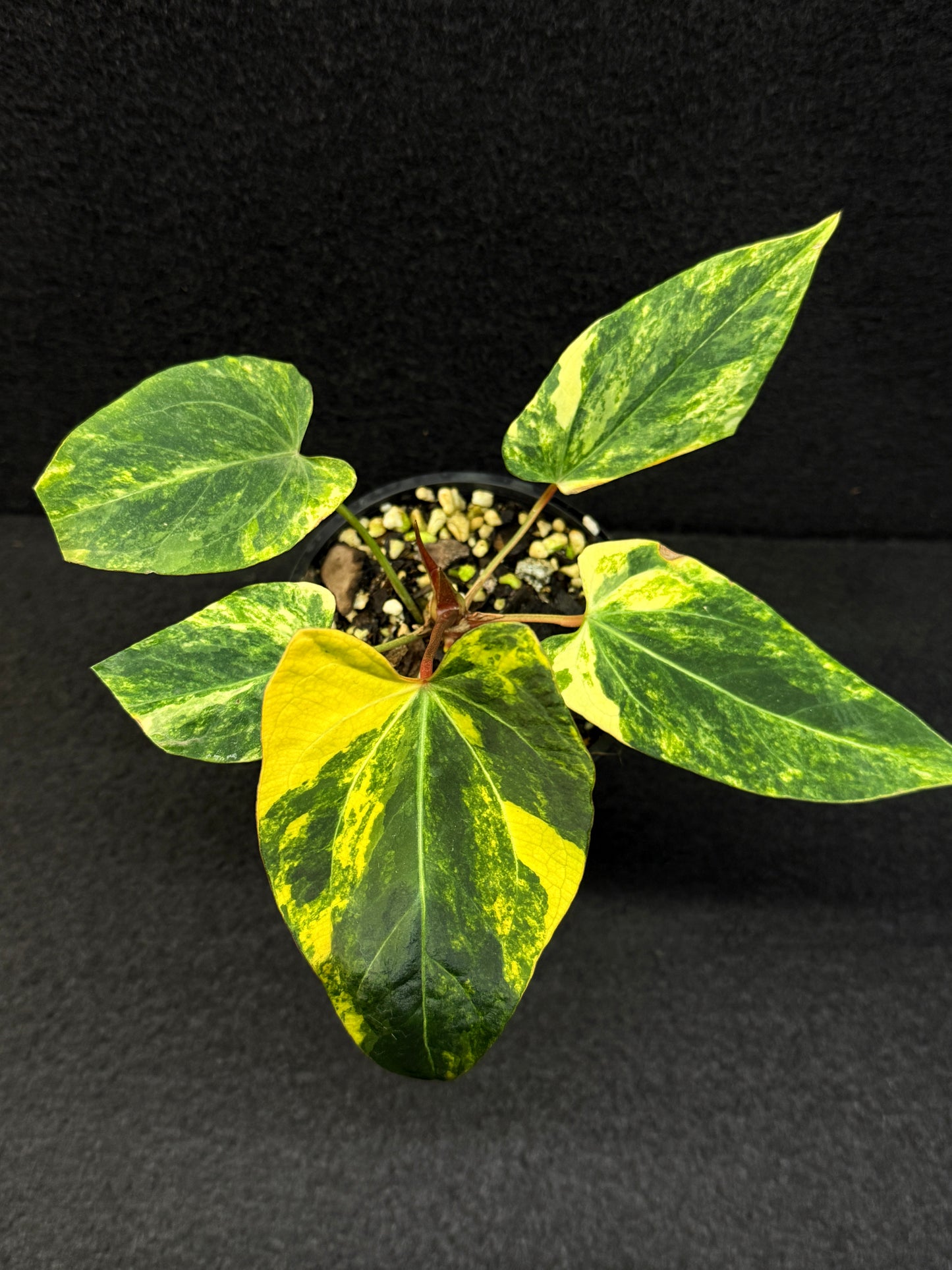 Anthurium Papillilaminum x Dressleri  Highly Variegated - Free Shipping!