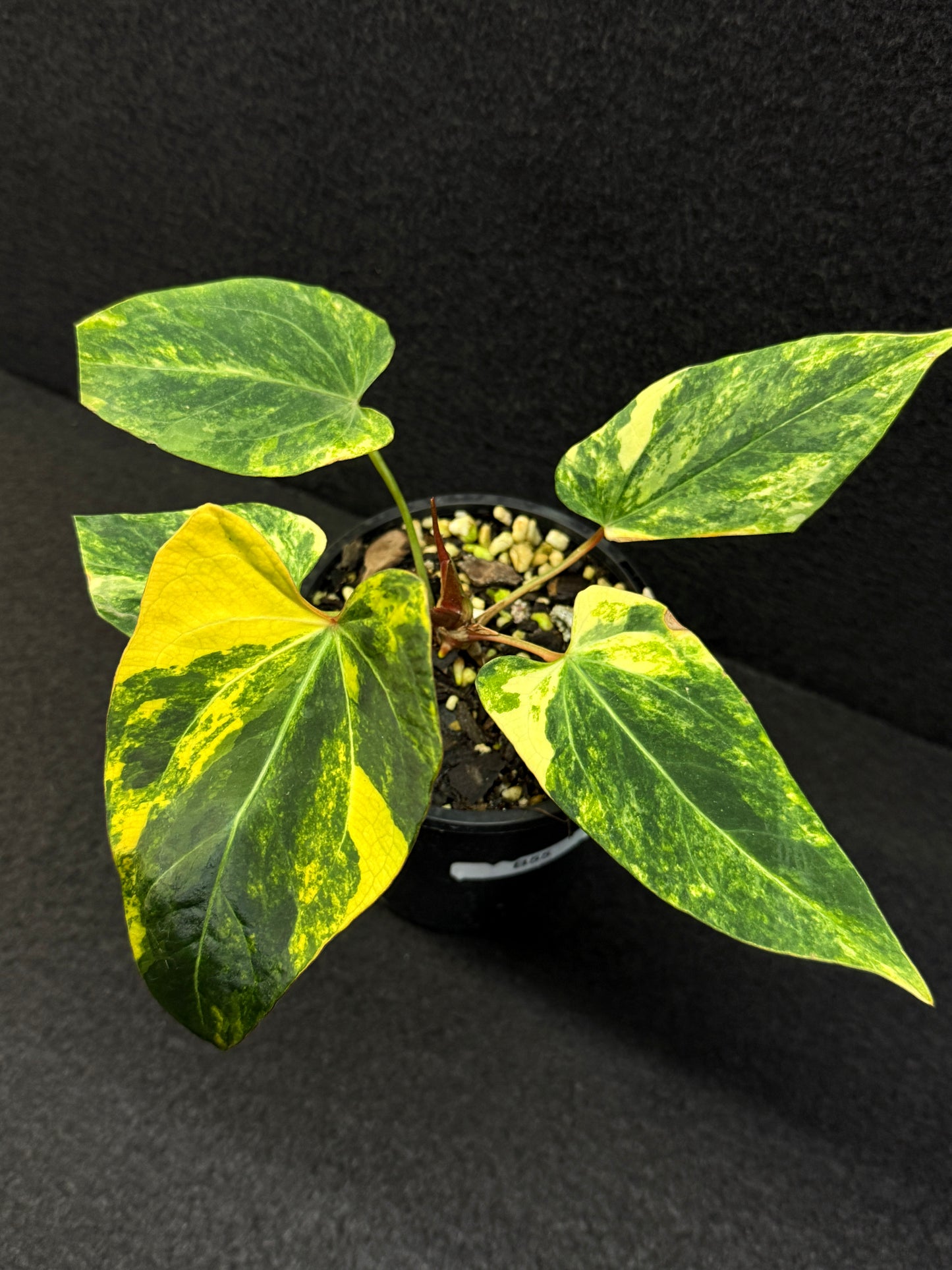 Anthurium Papillilaminum x Dressleri  Highly Variegated - Free Shipping!