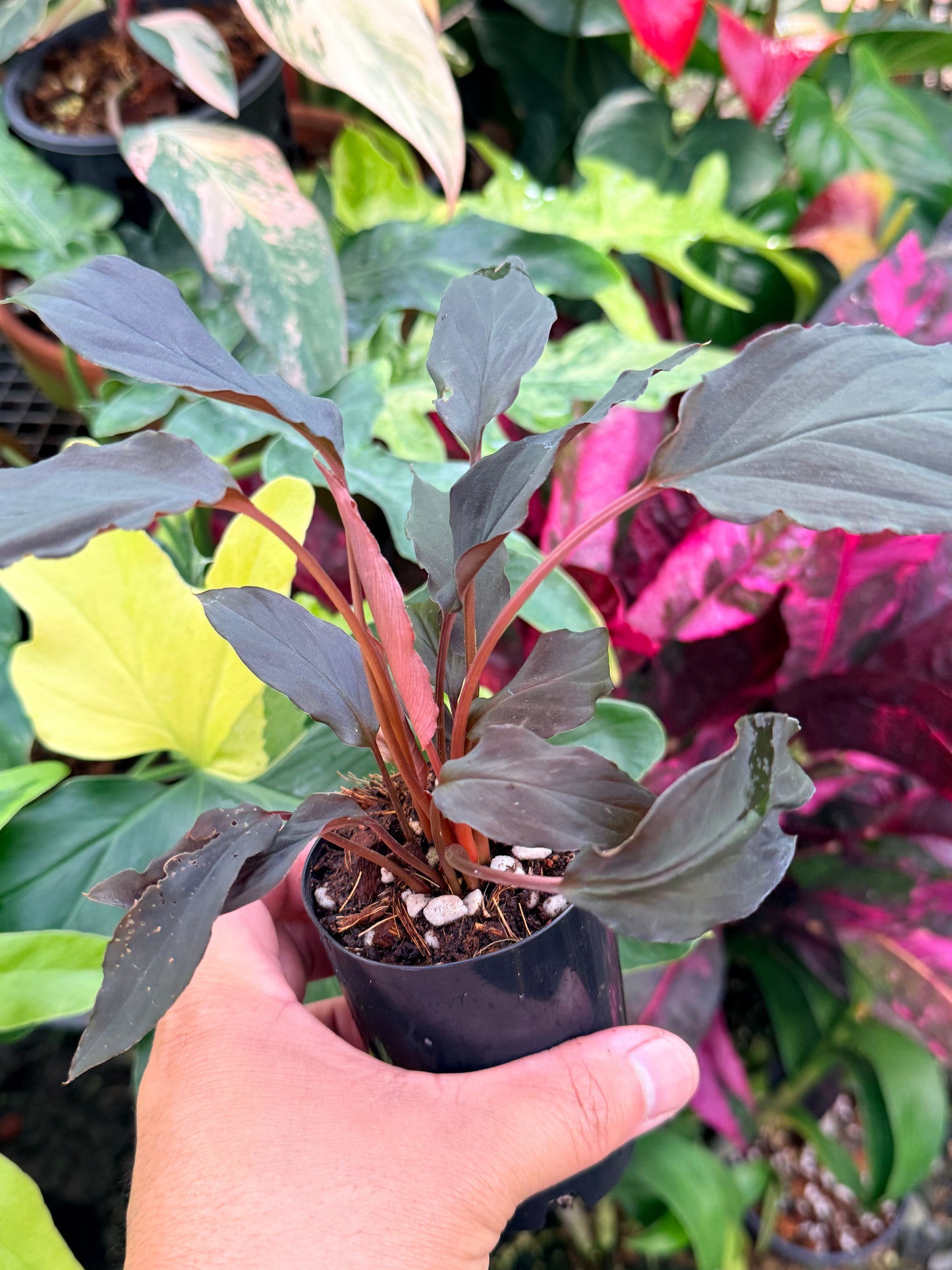 Homalomena Humilis 'Red Velvet' P54