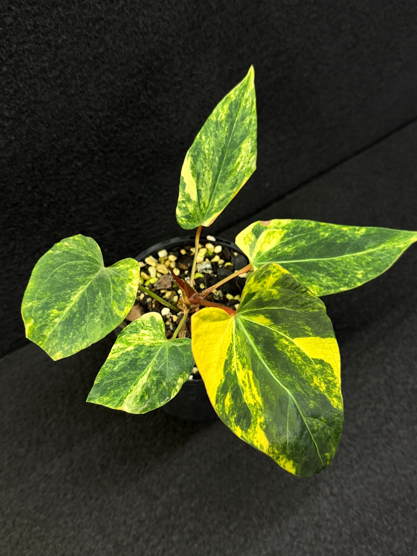 Anthurium Papillilaminum x Dressleri  Highly Variegated - Free Shipping!