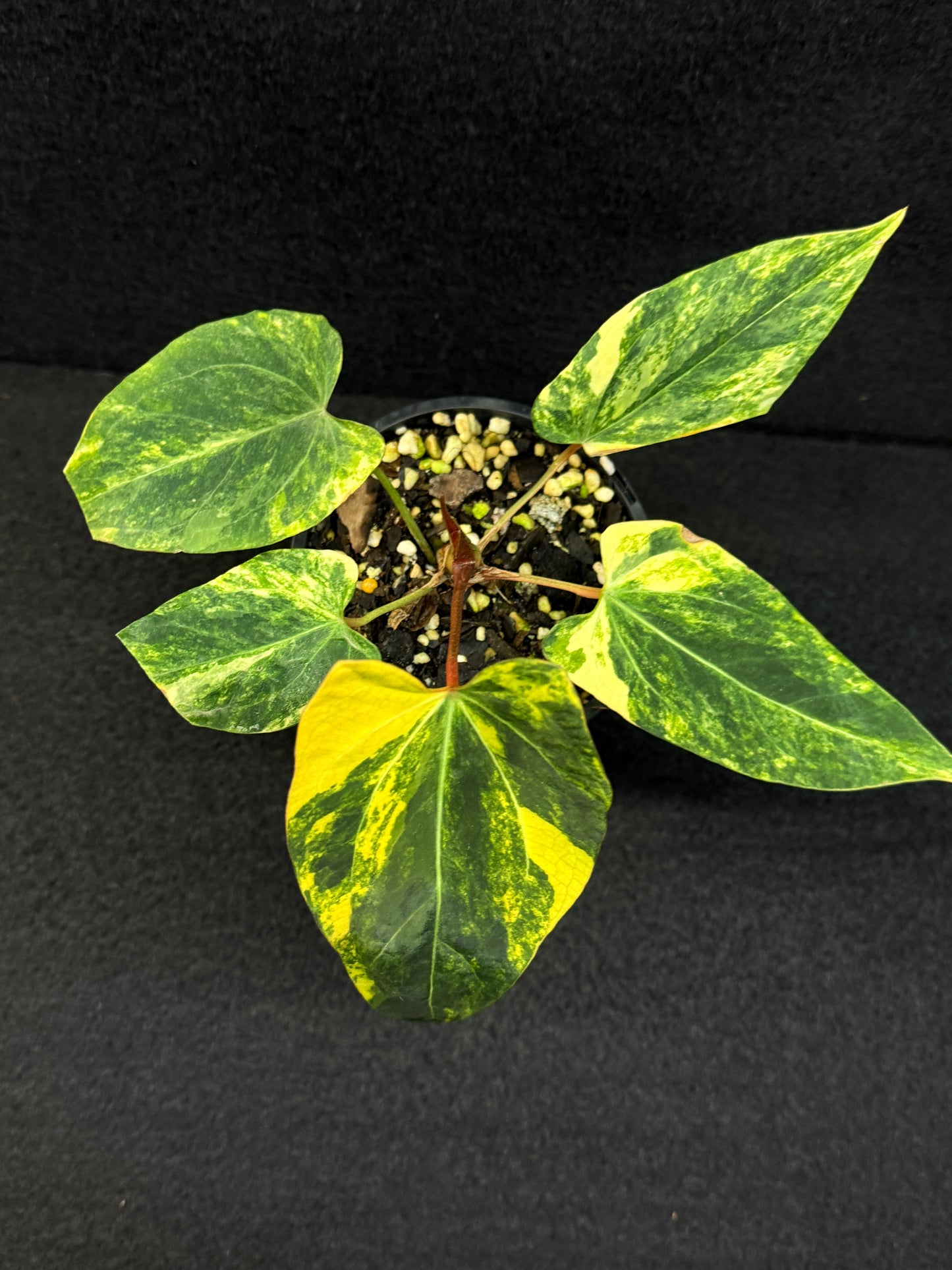 Anthurium Papillilaminum x Dressleri  Highly Variegated - Free Shipping!