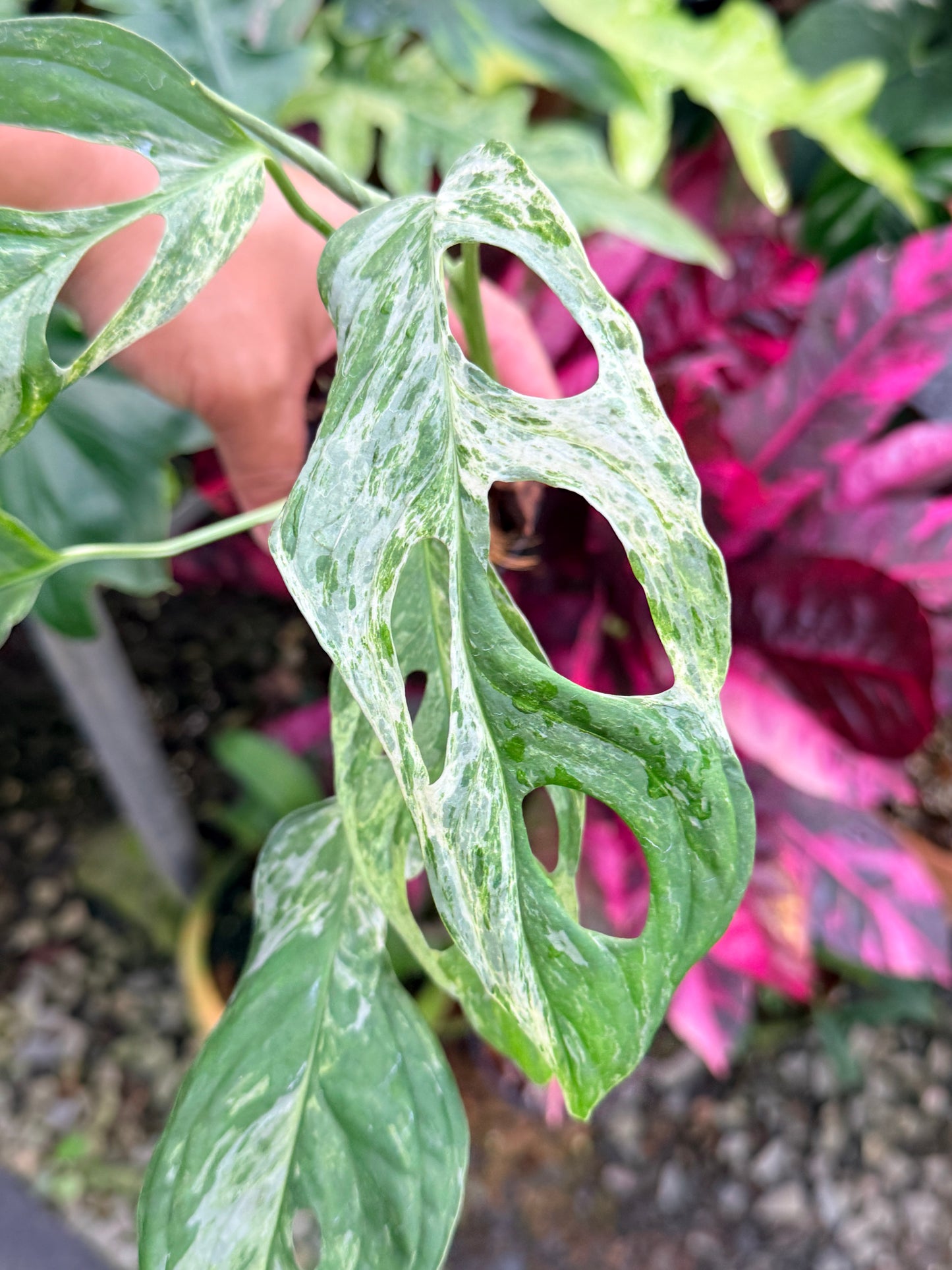 Monstera Adansonii 'Indonesian Form' P52
