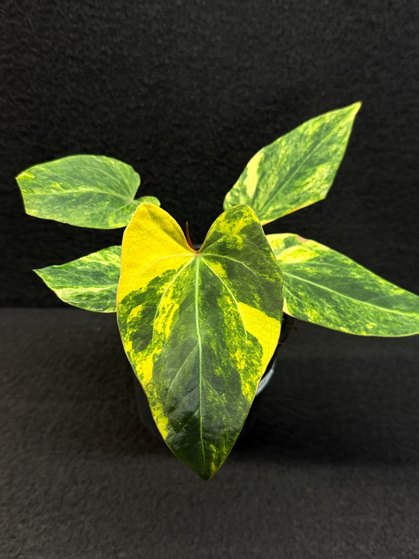 Anthurium Papillilaminum x Dressleri  Highly Variegated - Free Shipping!