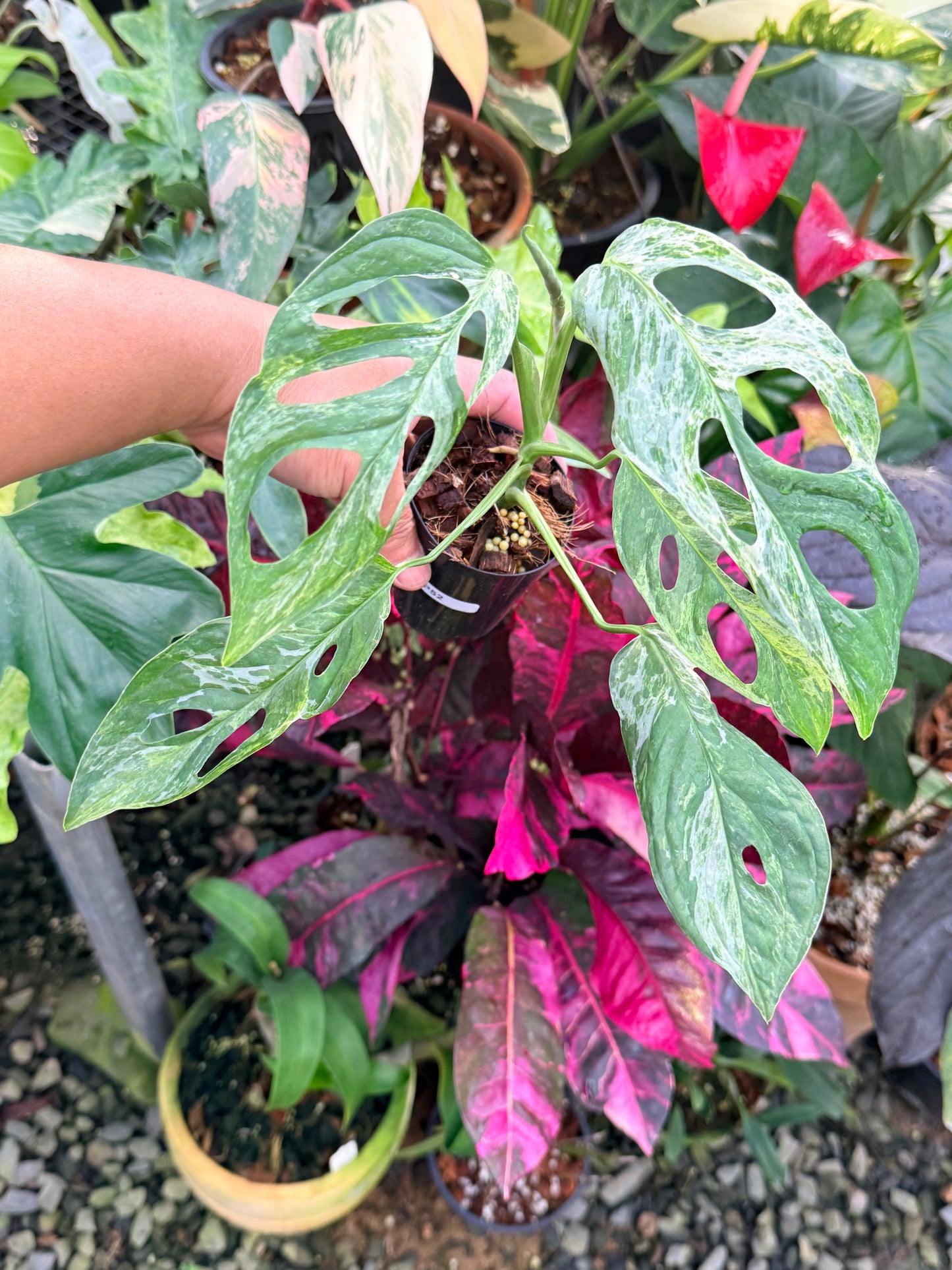 Monstera Adansonii 'Indonesian Form' P52