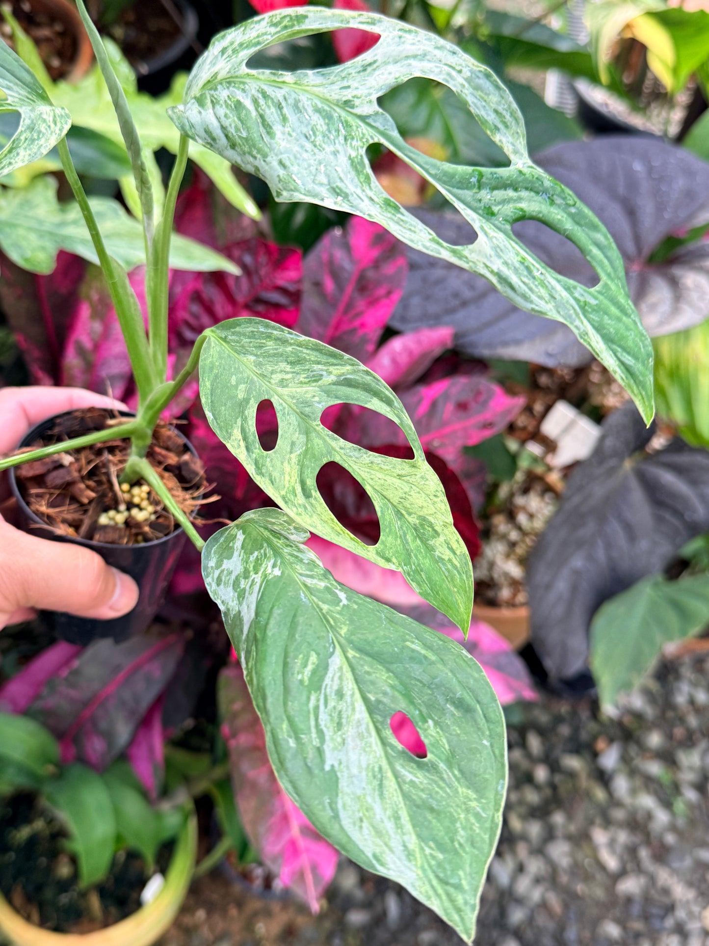 Monstera Adansonii 'Indonesian Form' P52