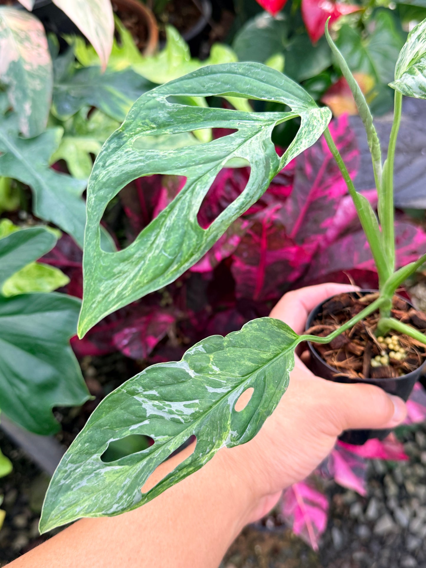 Monstera Adansonii 'Indonesian Form' P52