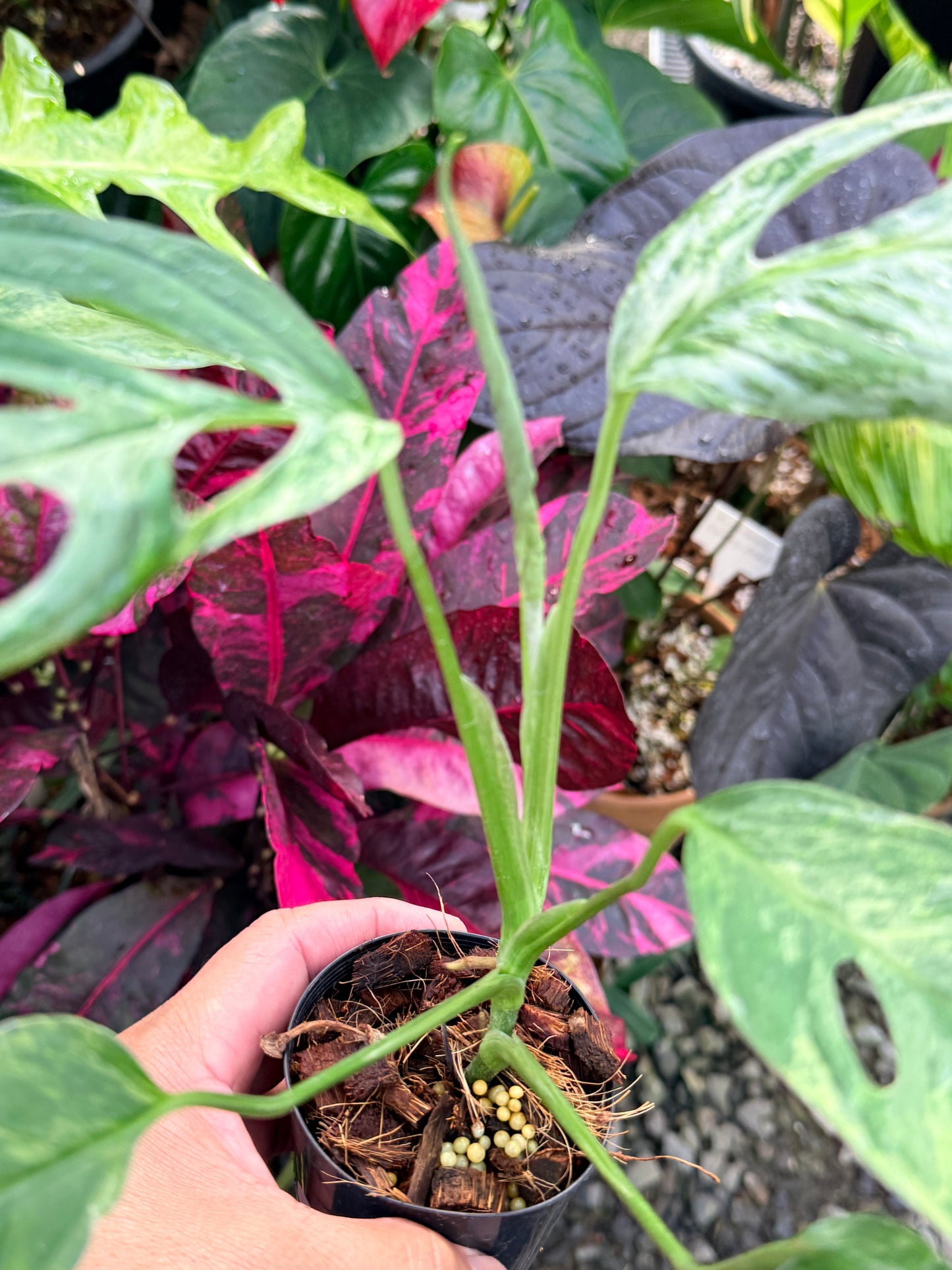 Monstera Adansonii 'Indonesian Form' P52