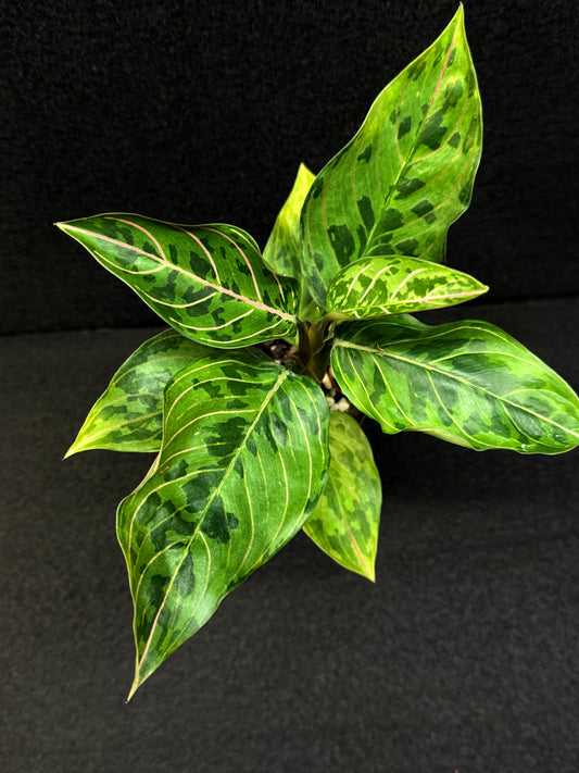 Aglaonema Pictum Tricolor × Rotundum 'Red Army' - Best Pick of the Crop!