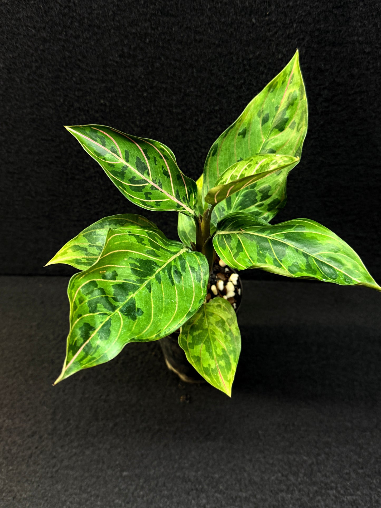 Aglaonema Pictum Tricolor × Rotundum 'Red Army' - Best Pick of the Crop!