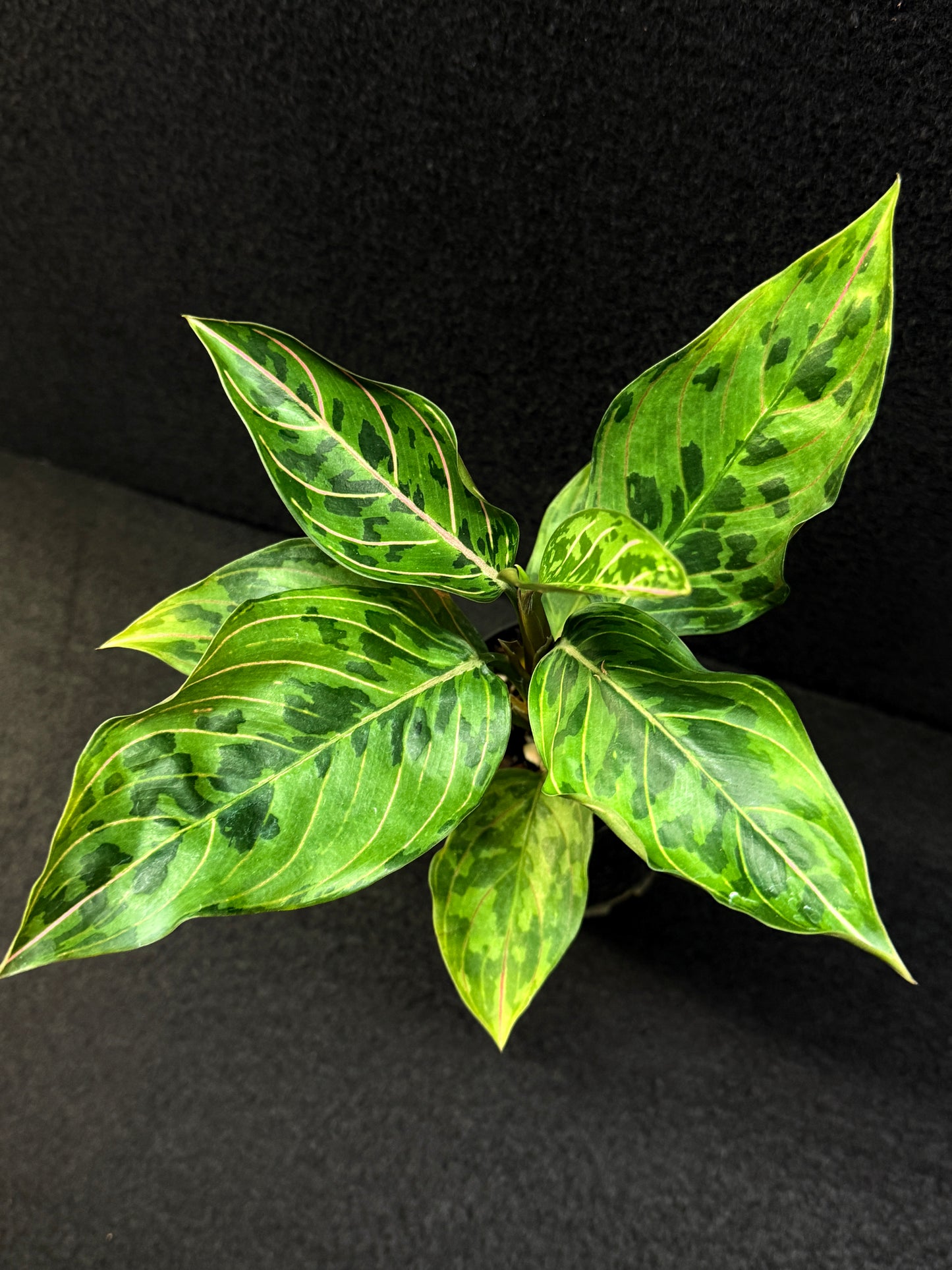 Aglaonema Pictum Tricolor × Rotundum 'Red Army' - Best Pick of the Crop!