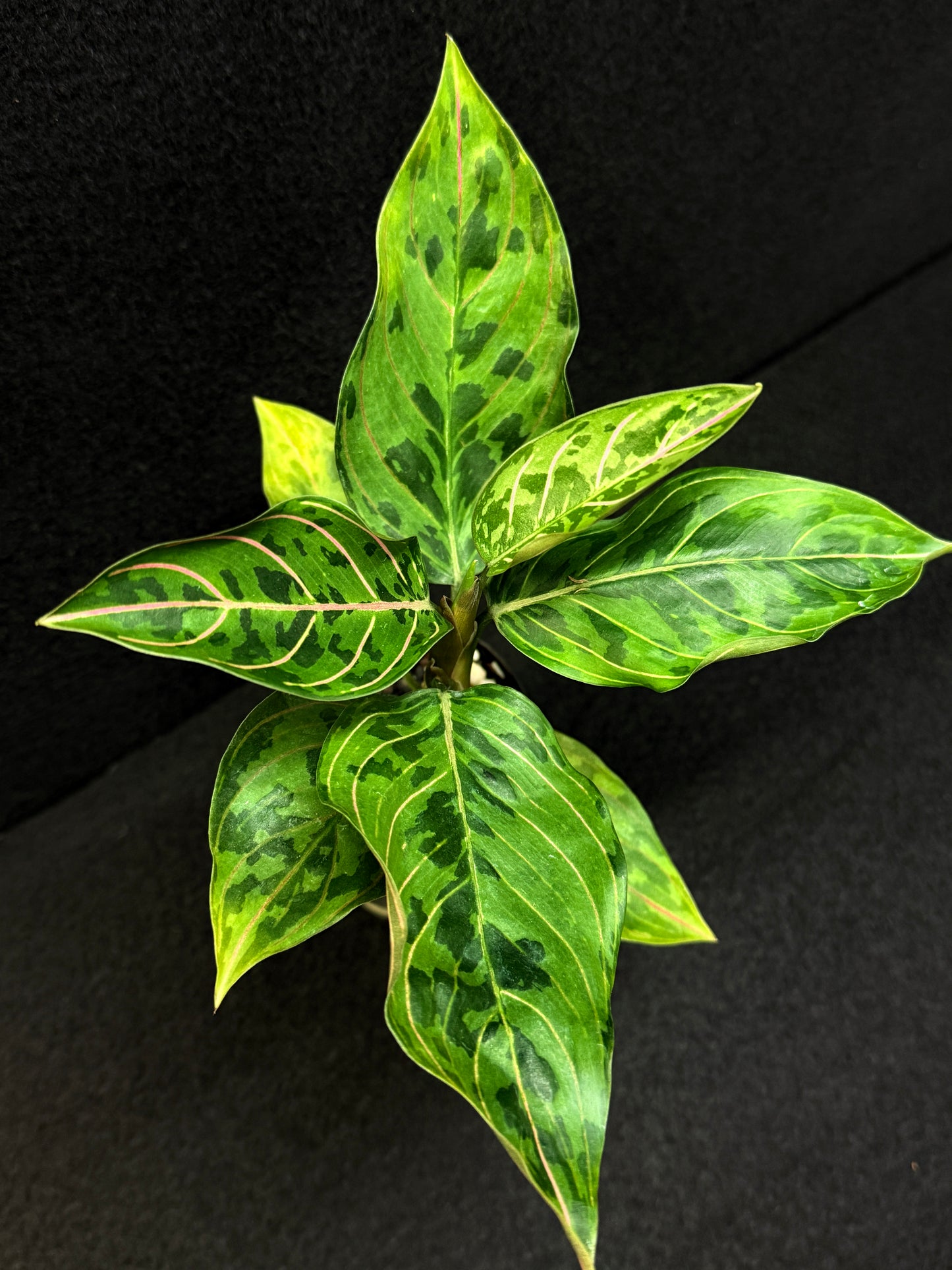Aglaonema Pictum Tricolor × Rotundum 'Red Army' - Best Pick of the Crop!