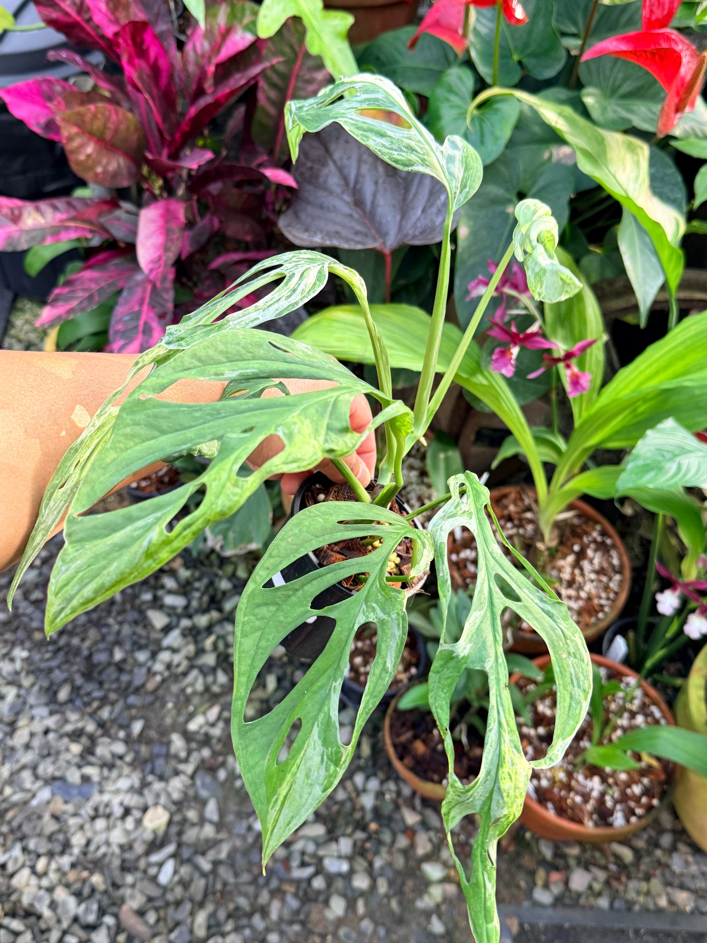 Monstera Adansonii 'Indonesian Form' P51 100mm Pot