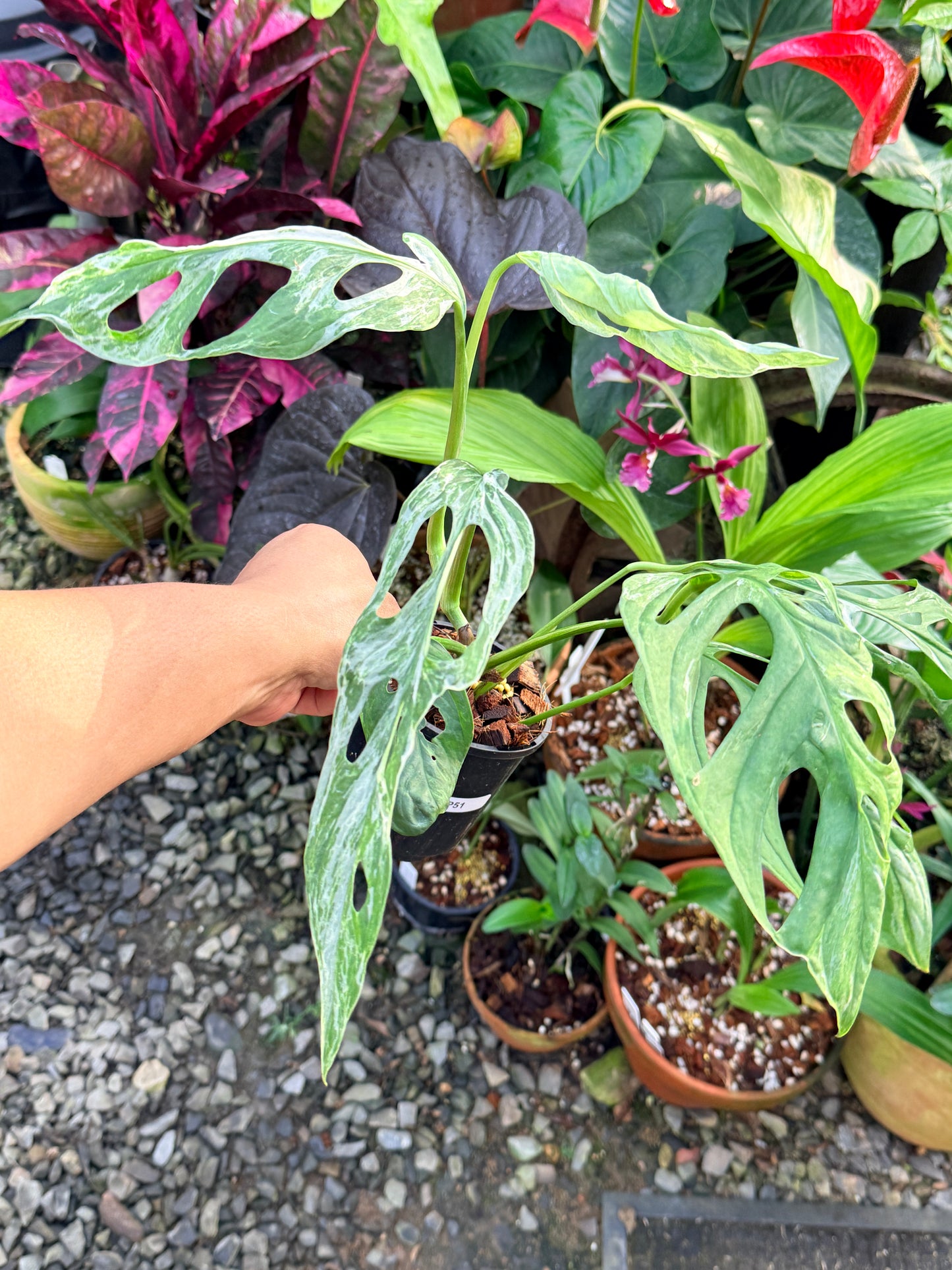 Monstera Adansonii 'Indonesian Form' P51 100mm Pot