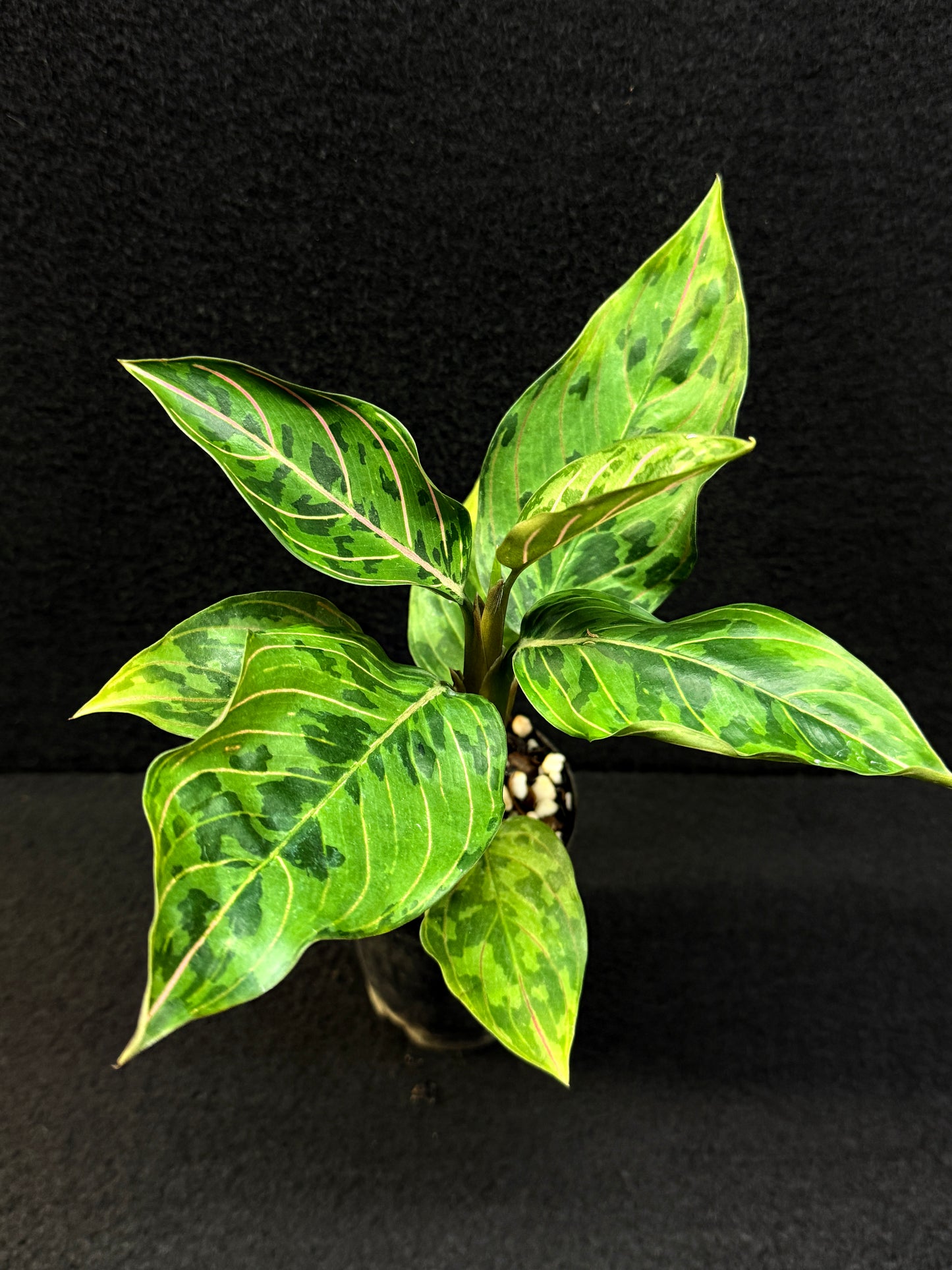 Aglaonema Pictum Tricolor × Rotundum 'Red Army' - Best Pick of the Crop!