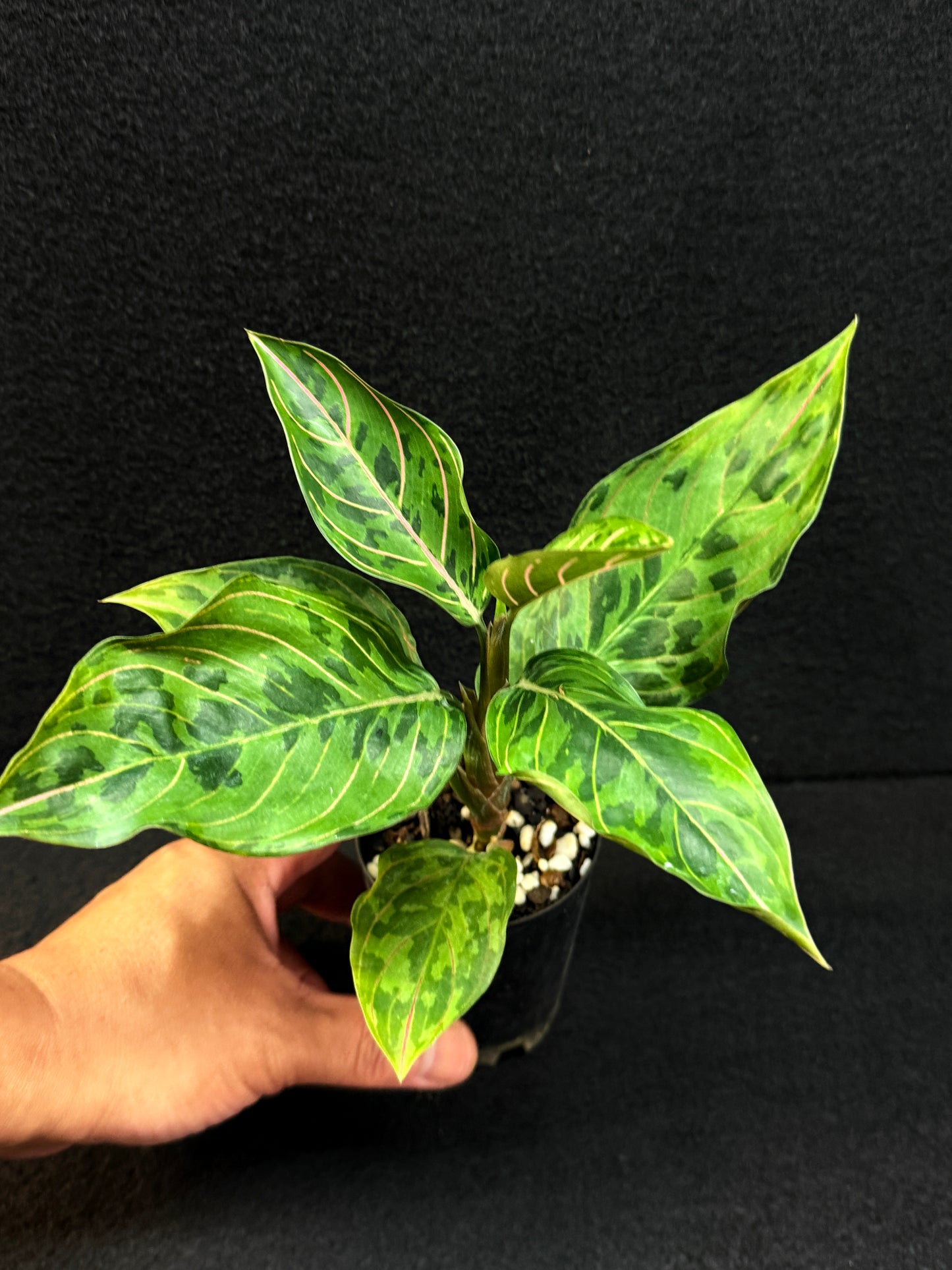 Aglaonema Pictum Tricolor × Rotundum 'Red Army' - Best Pick of the Crop!
