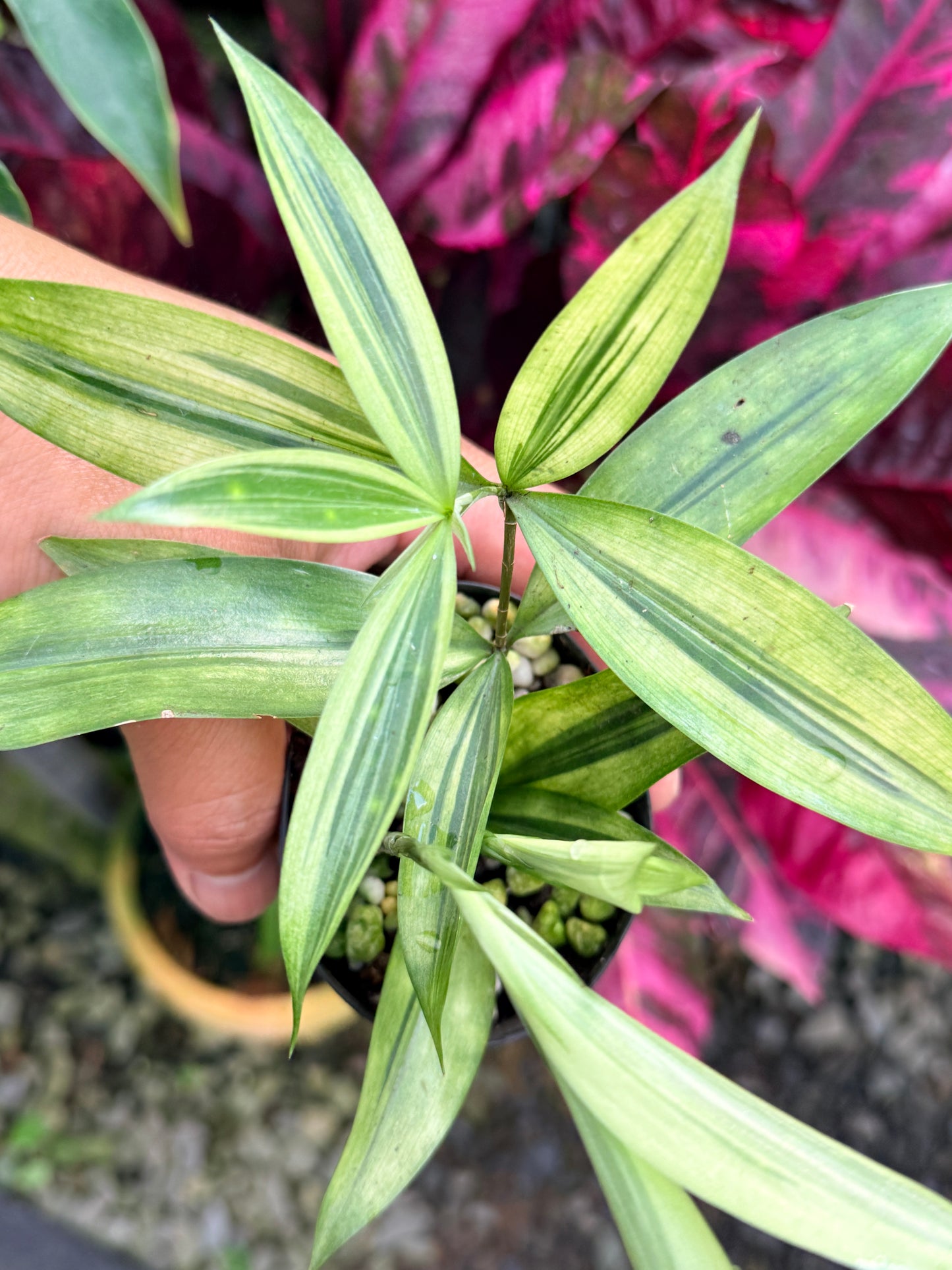 Dracaena surculosa 'Golden Dragon' P56