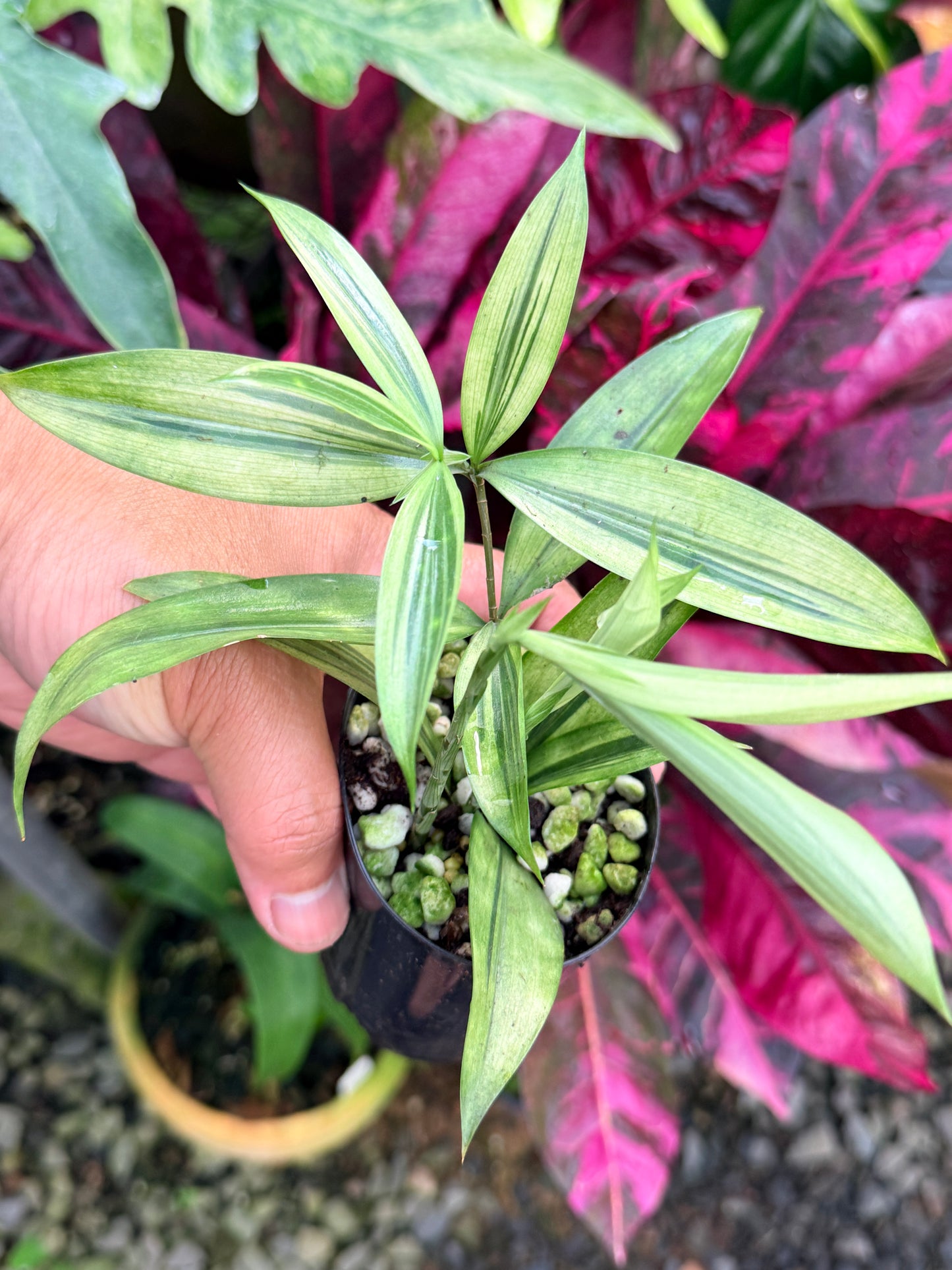 Dracaena surculosa 'Golden Dragon' P56