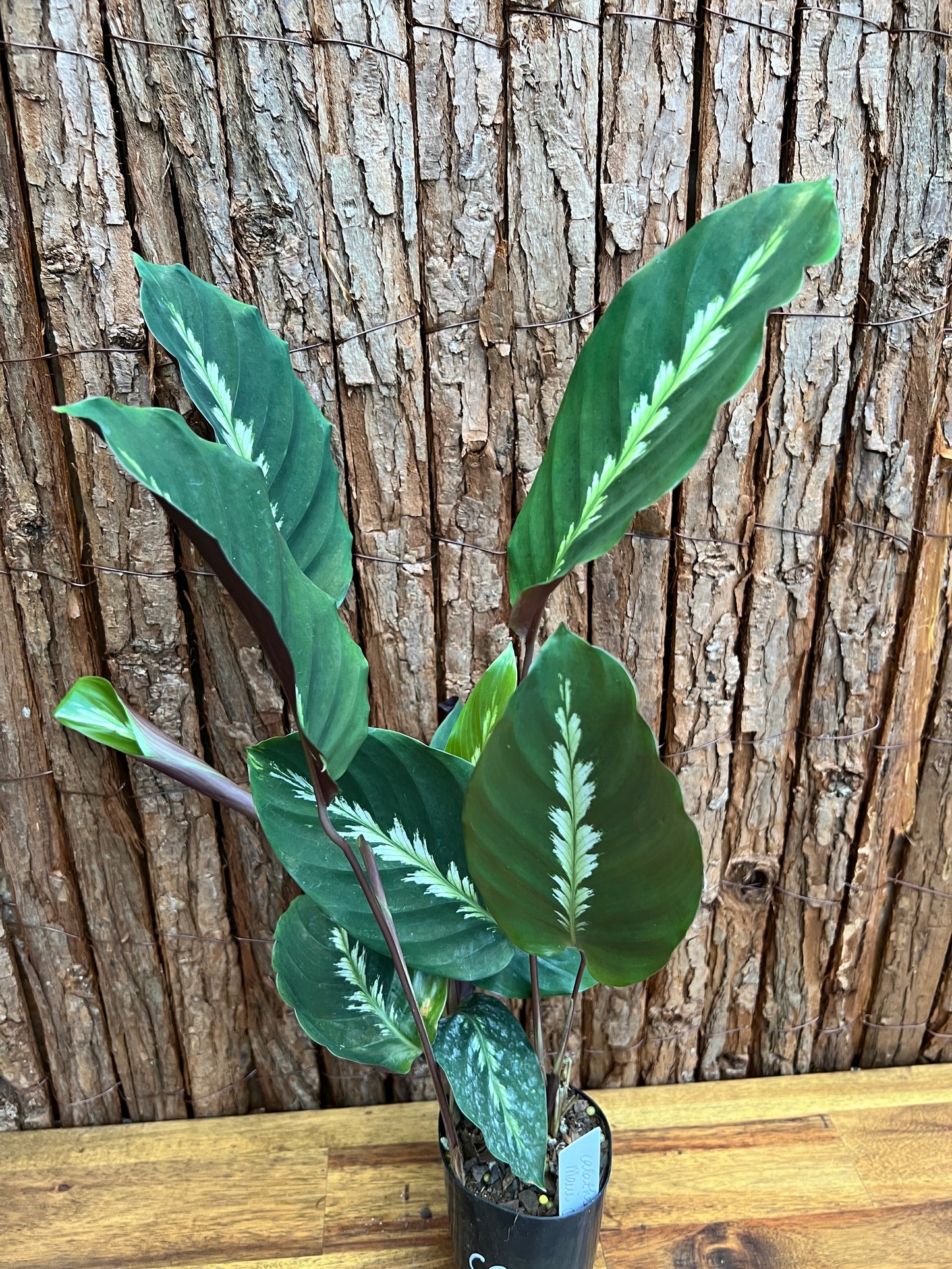 Calathea Maui Queen C26