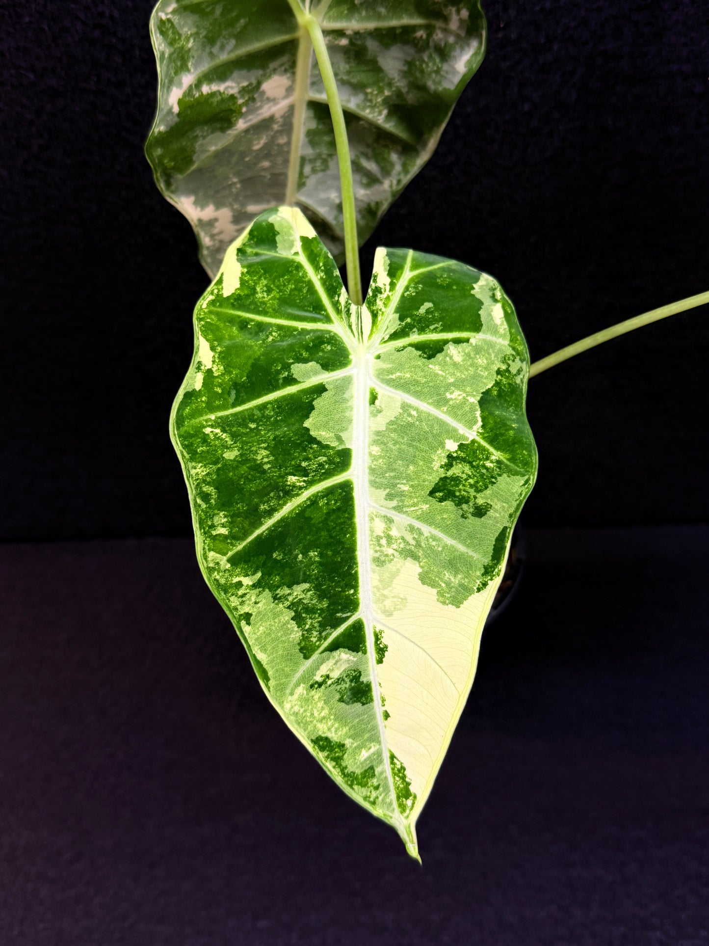 Alocasia Frydek Variegata E44
