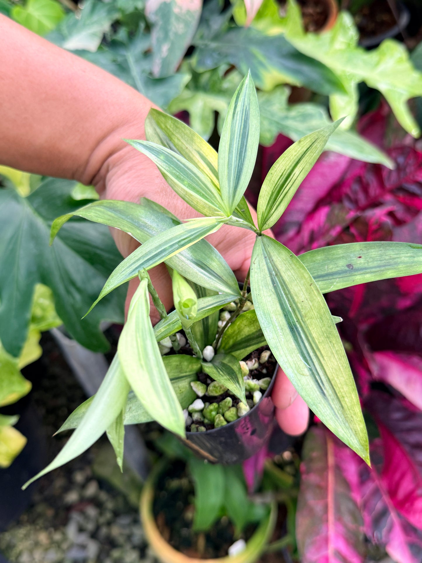 Dracaena surculosa 'Golden Dragon' P56