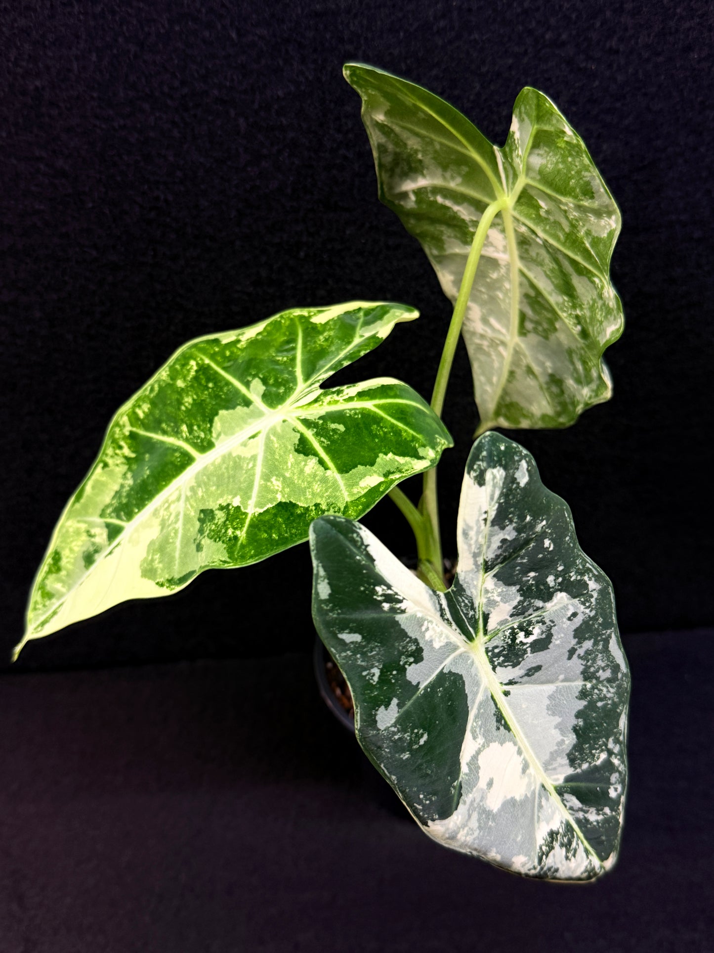 Alocasia Frydek Variegata E44