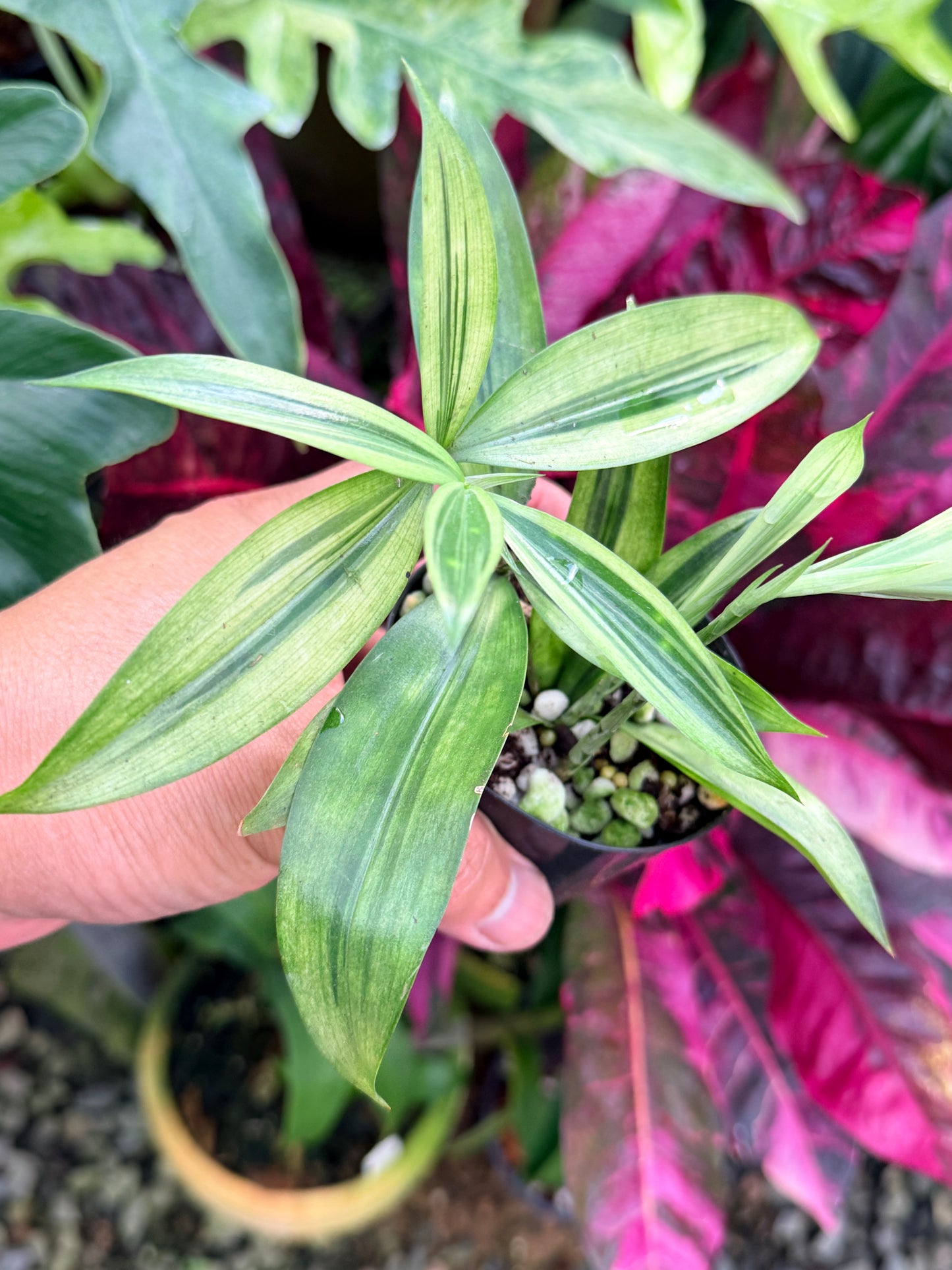 Dracaena surculosa 'Golden Dragon' P56