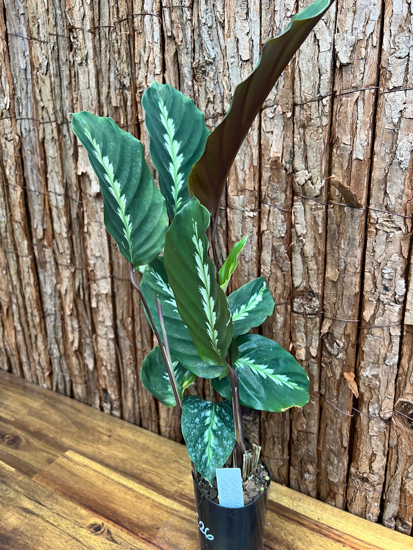 Calathea Maui Queen C26