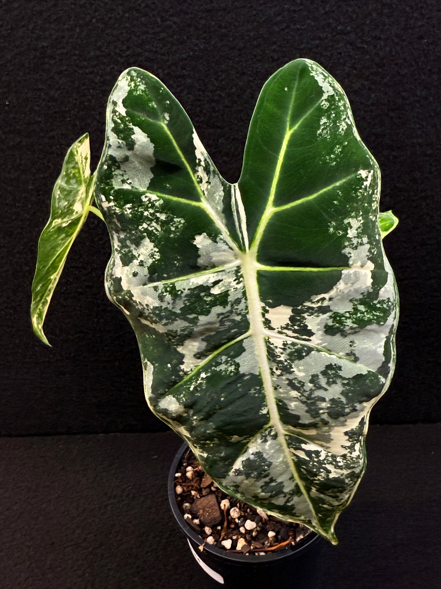 Alocasia Frydek Variegata E44