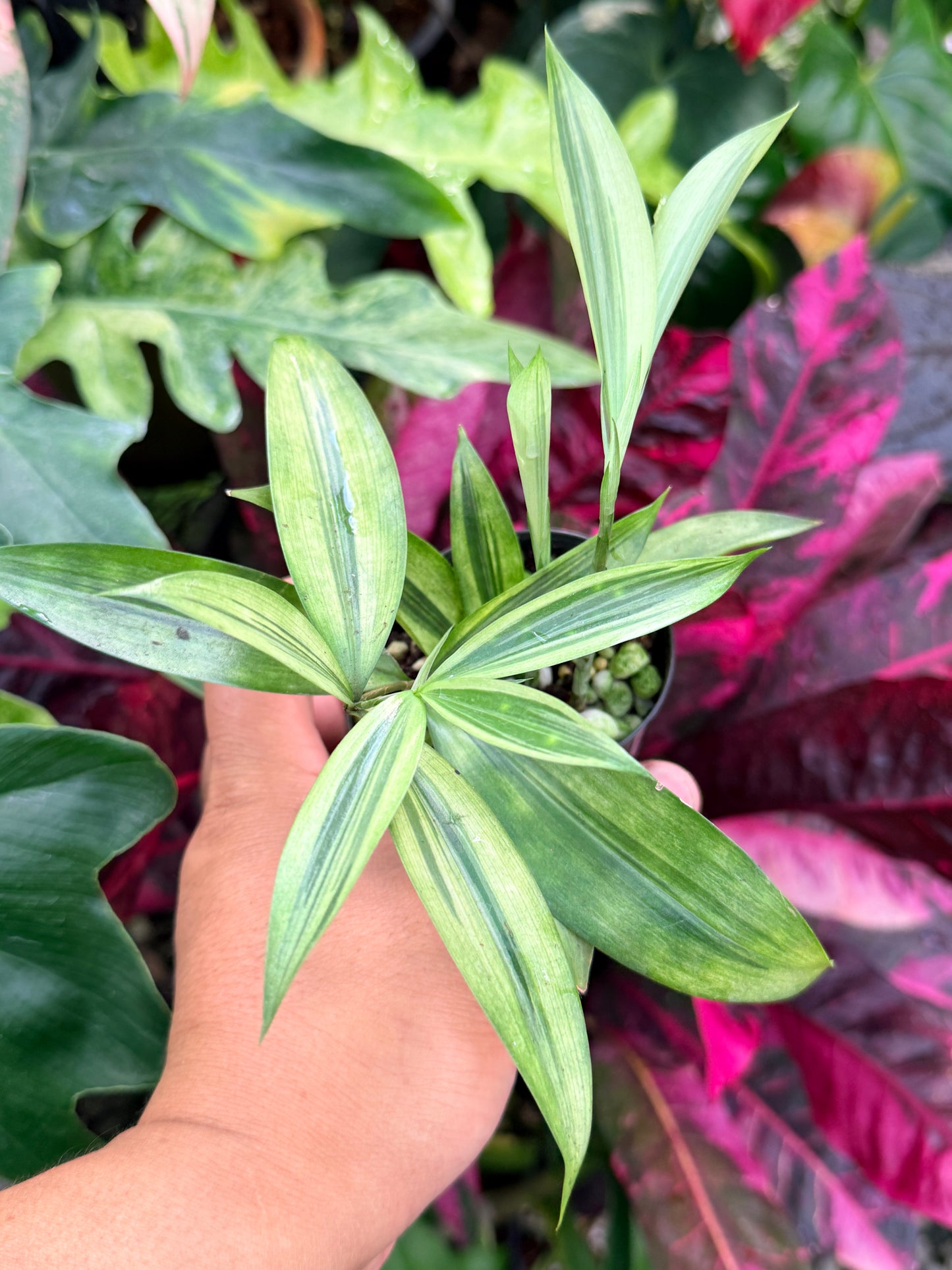 Dracaena surculosa 'Golden Dragon' P56