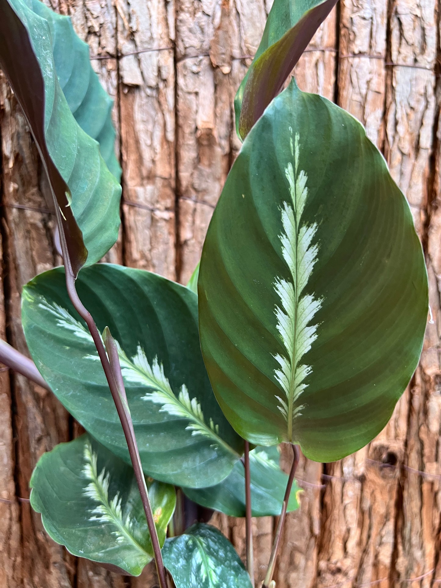 Calathea Maui Queen C26