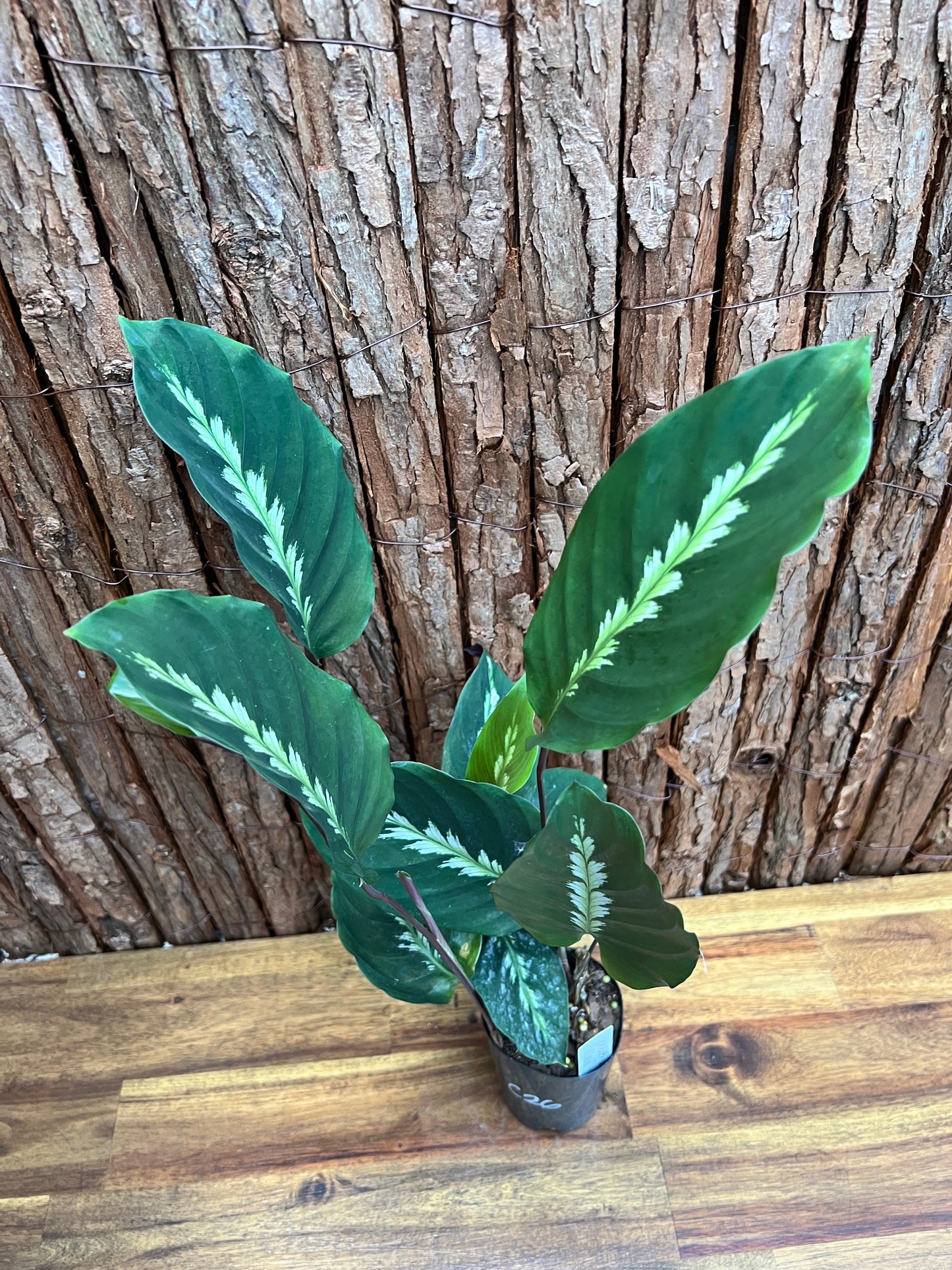 Calathea Maui Queen C26