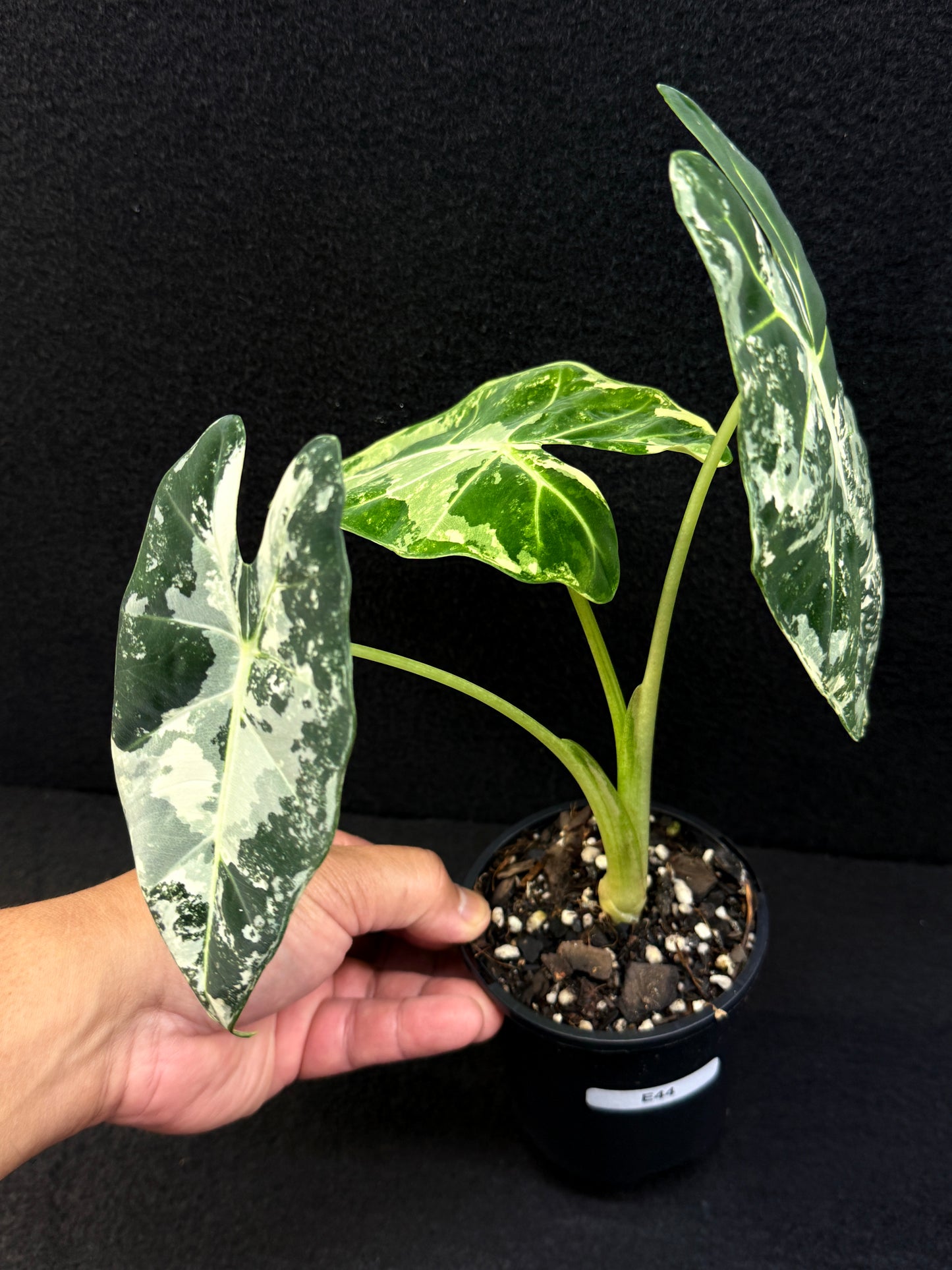 Alocasia Frydek Variegata E44