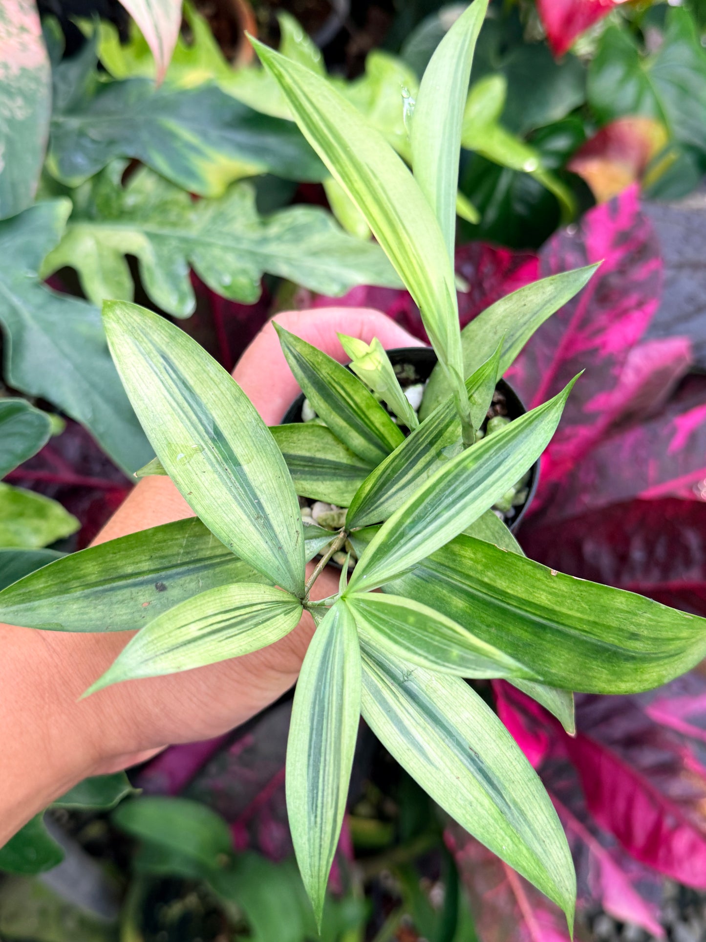 Dracaena surculosa 'Golden Dragon' P56